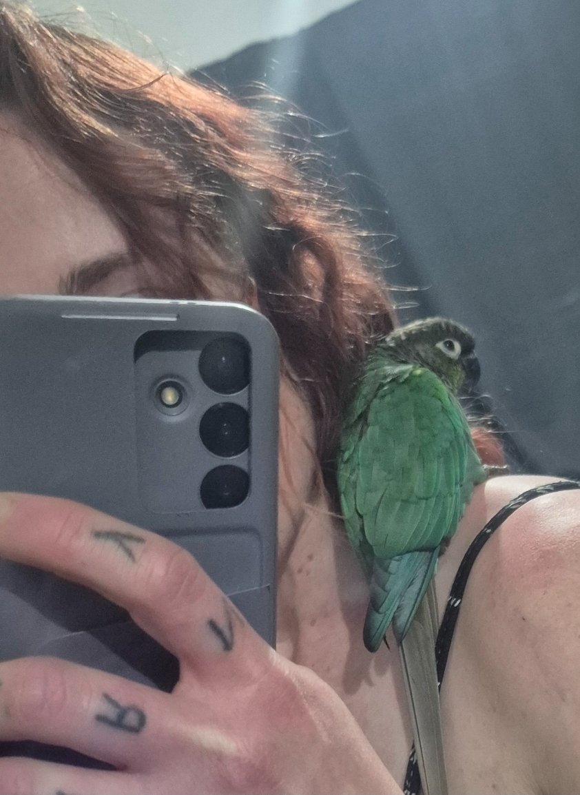 Kermit the Green Cheek Conure Urgently Needs Your Help campaign photo, 4 of 8