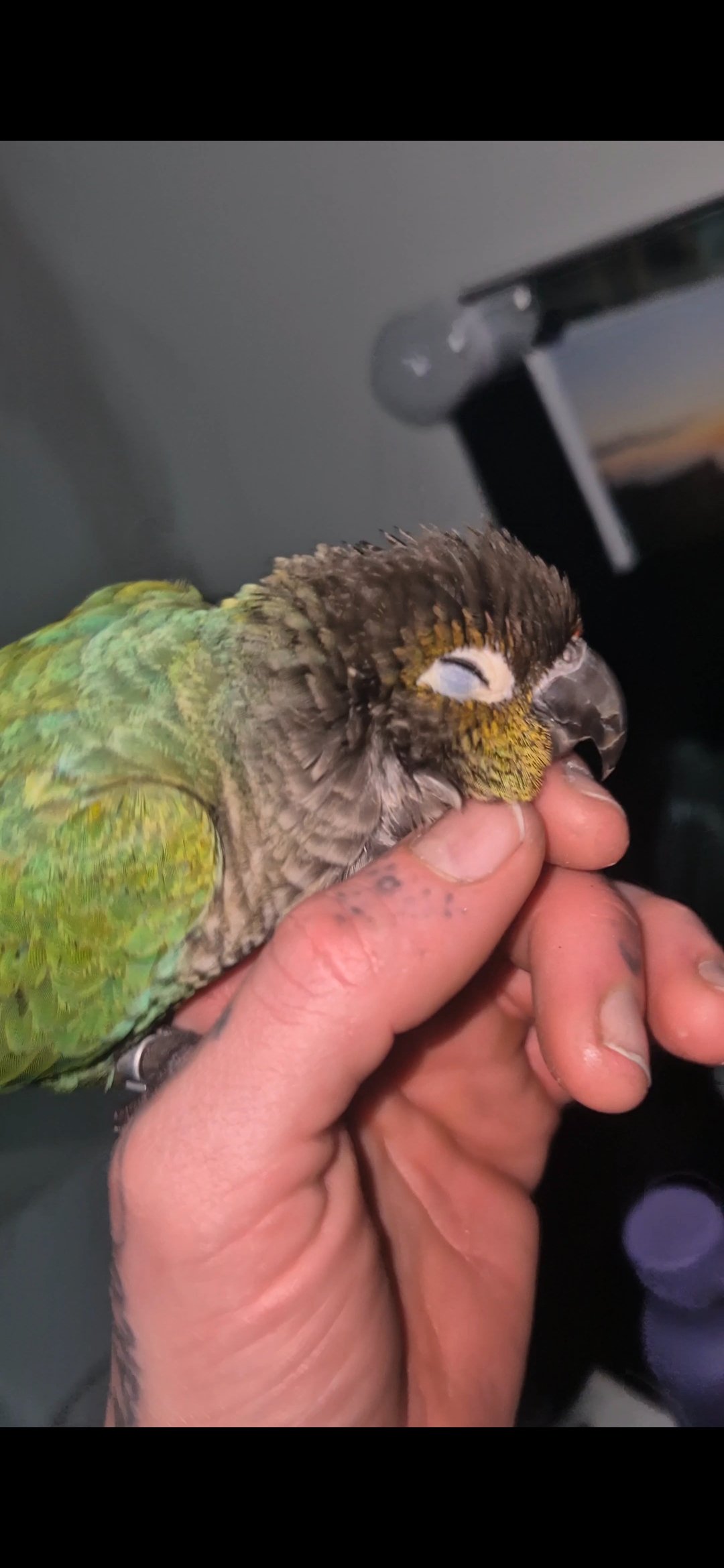 Kermit the Green Cheek Conure Urgently Needs Your Help campaign photo, 5 of 8