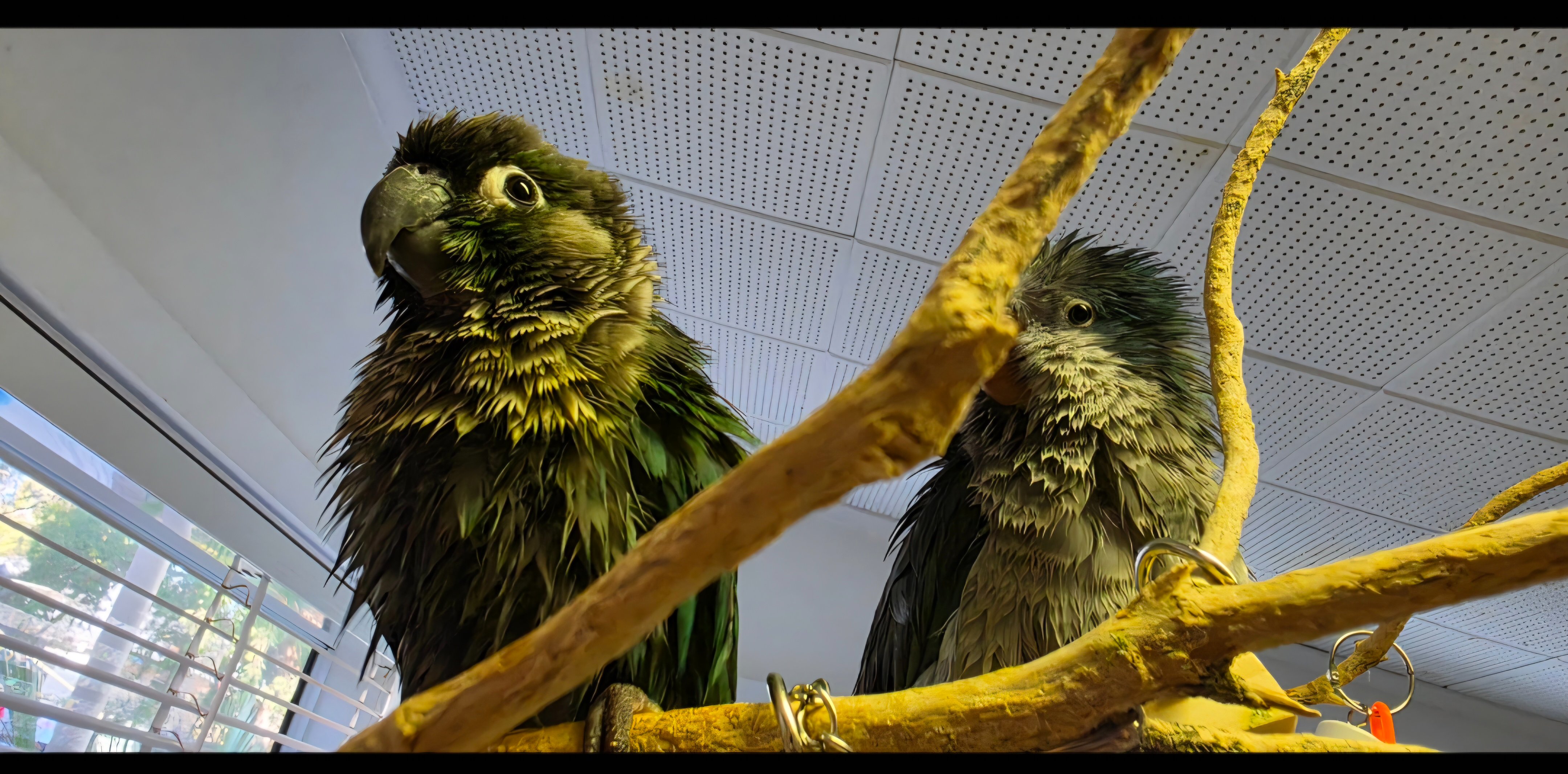 Kermit the Green Cheek Conure Urgently Needs Your Help campaign photo, 6 of 8