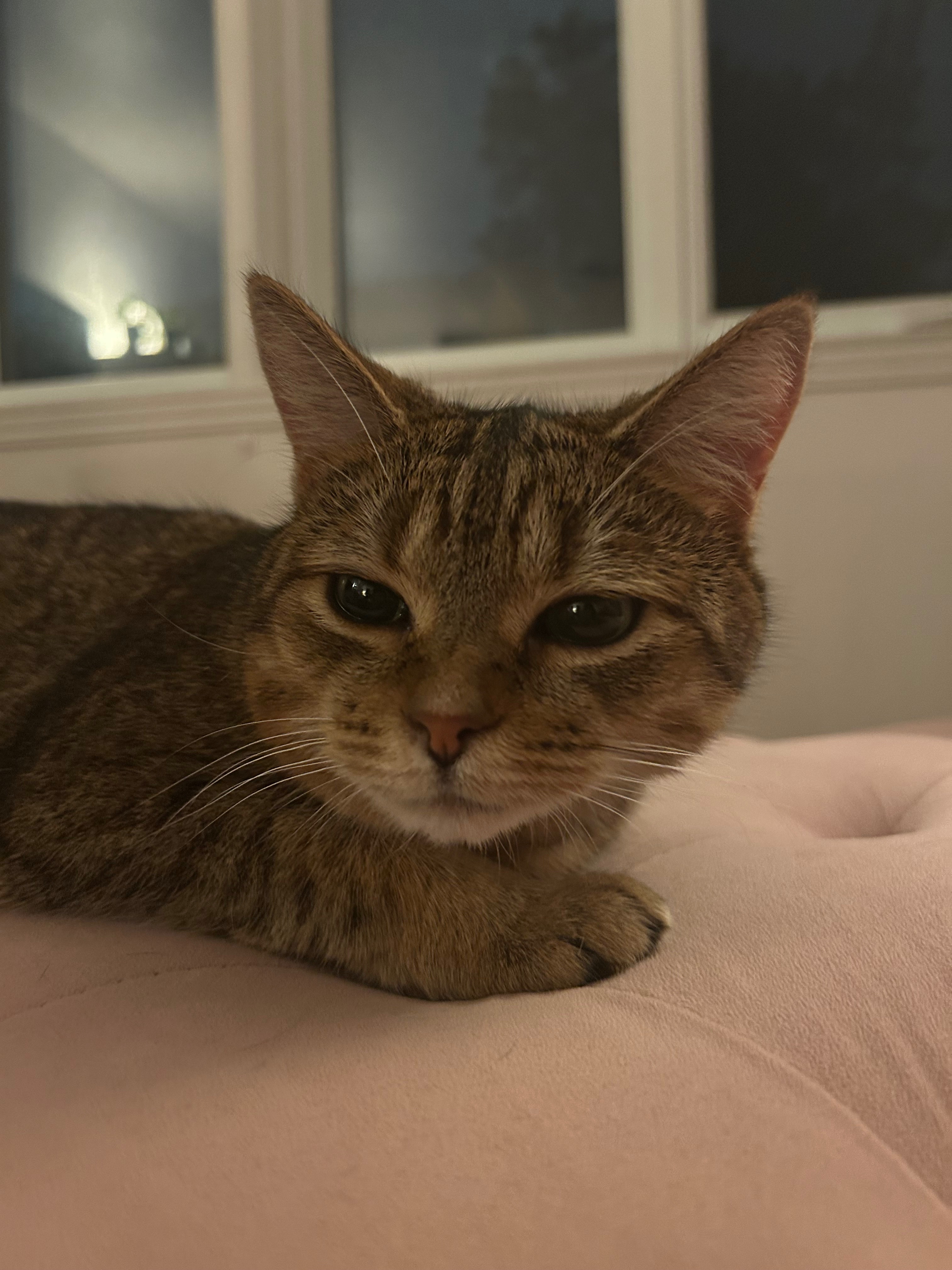 Zelda needs surgery! campaign photo, 4 of 5