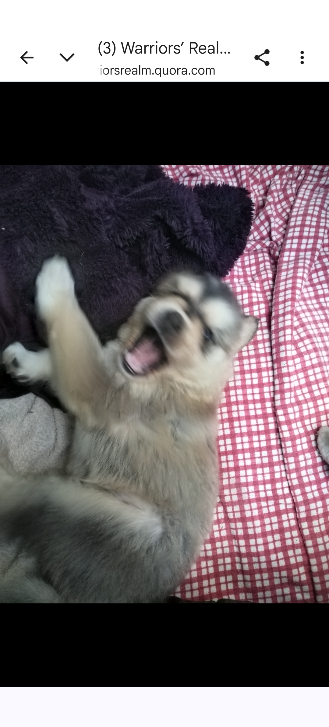 Help my ESA pup with life changing surgery campaign photo, 12 of 13