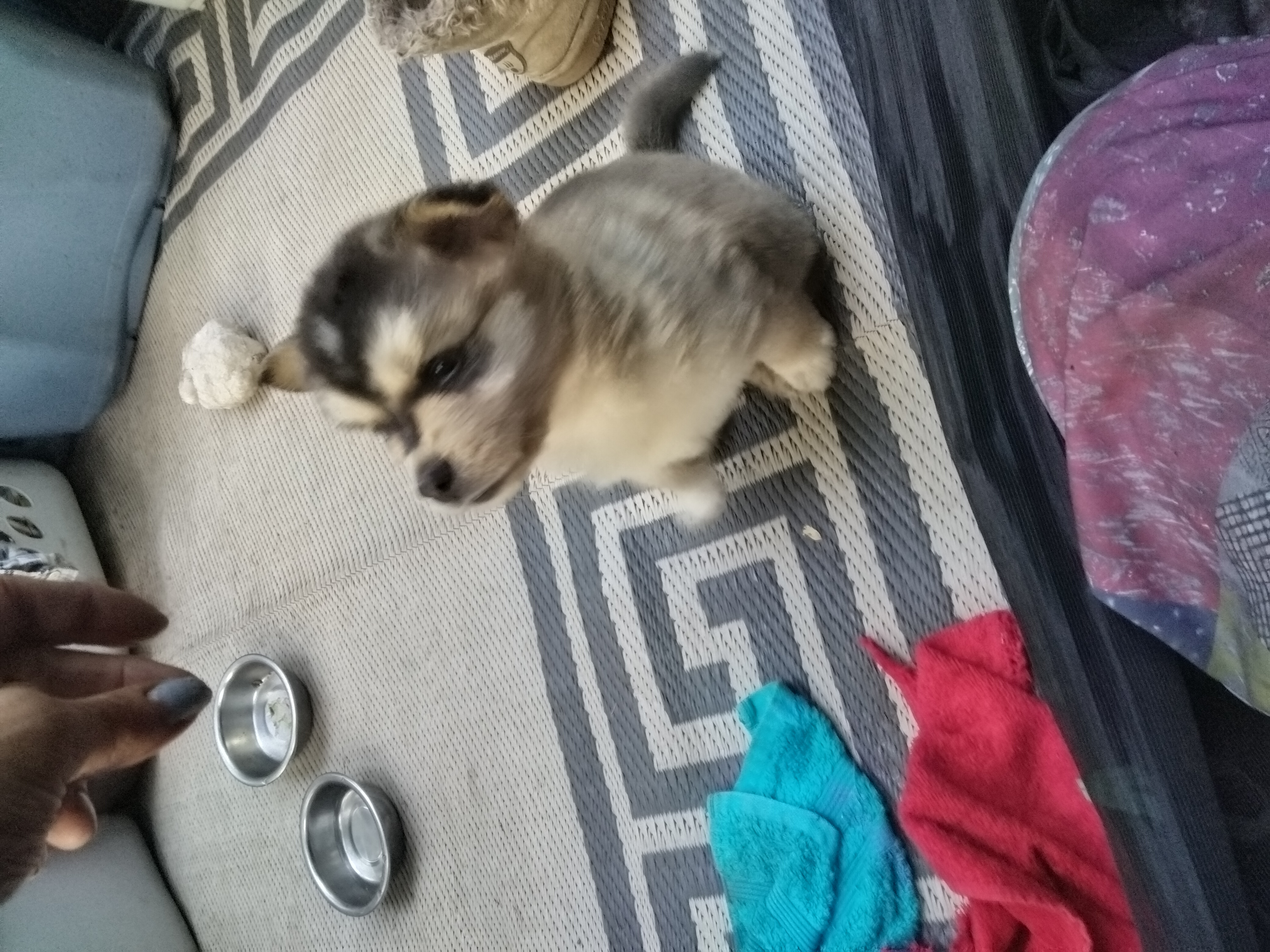 Help my ESA pup with life changing surgery campaign photo, 2 of 13