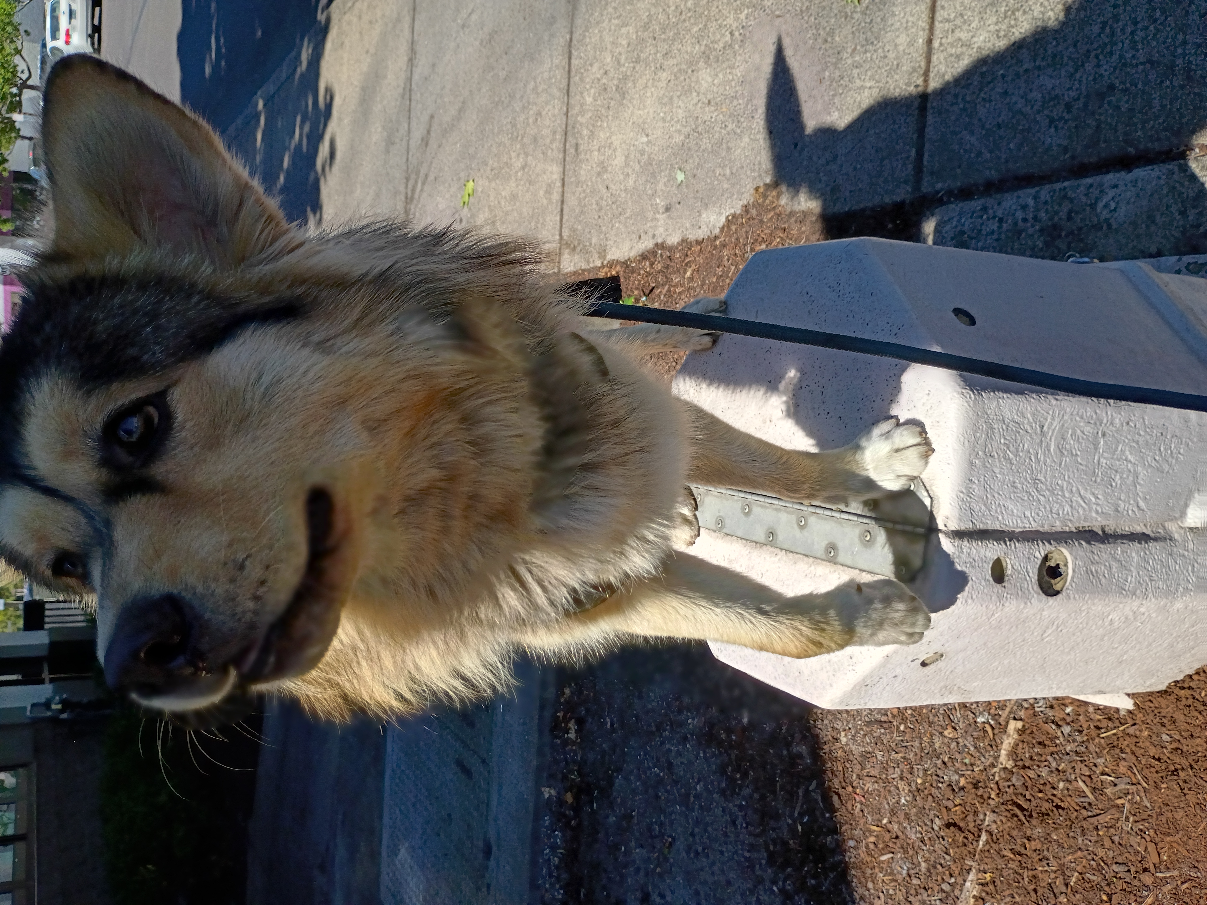 Help my ESA pup with life changing surgery campaign photo, 4 of 13