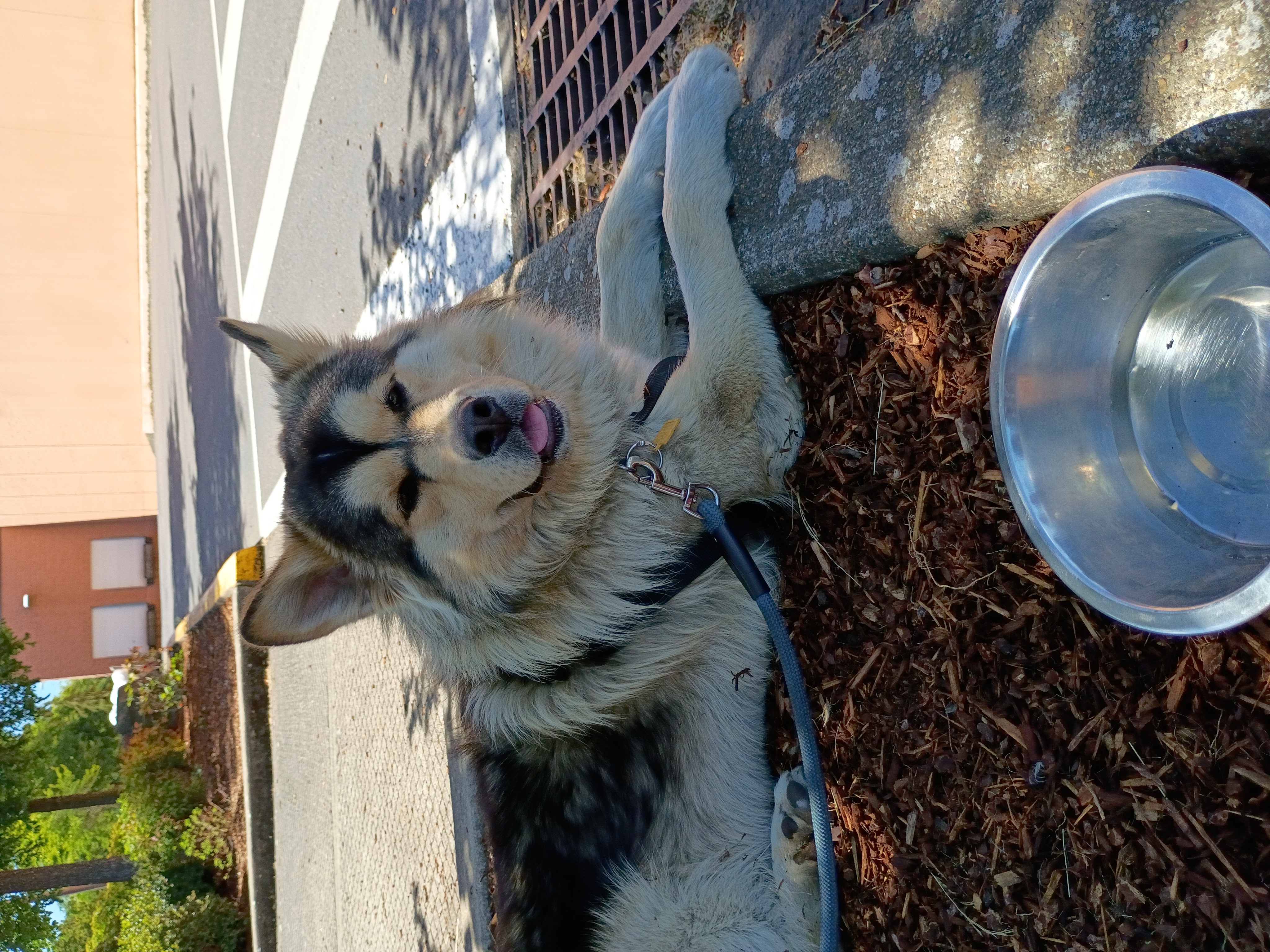 Help my ESA pup with life changing surgery campaign photo, 5 of 13