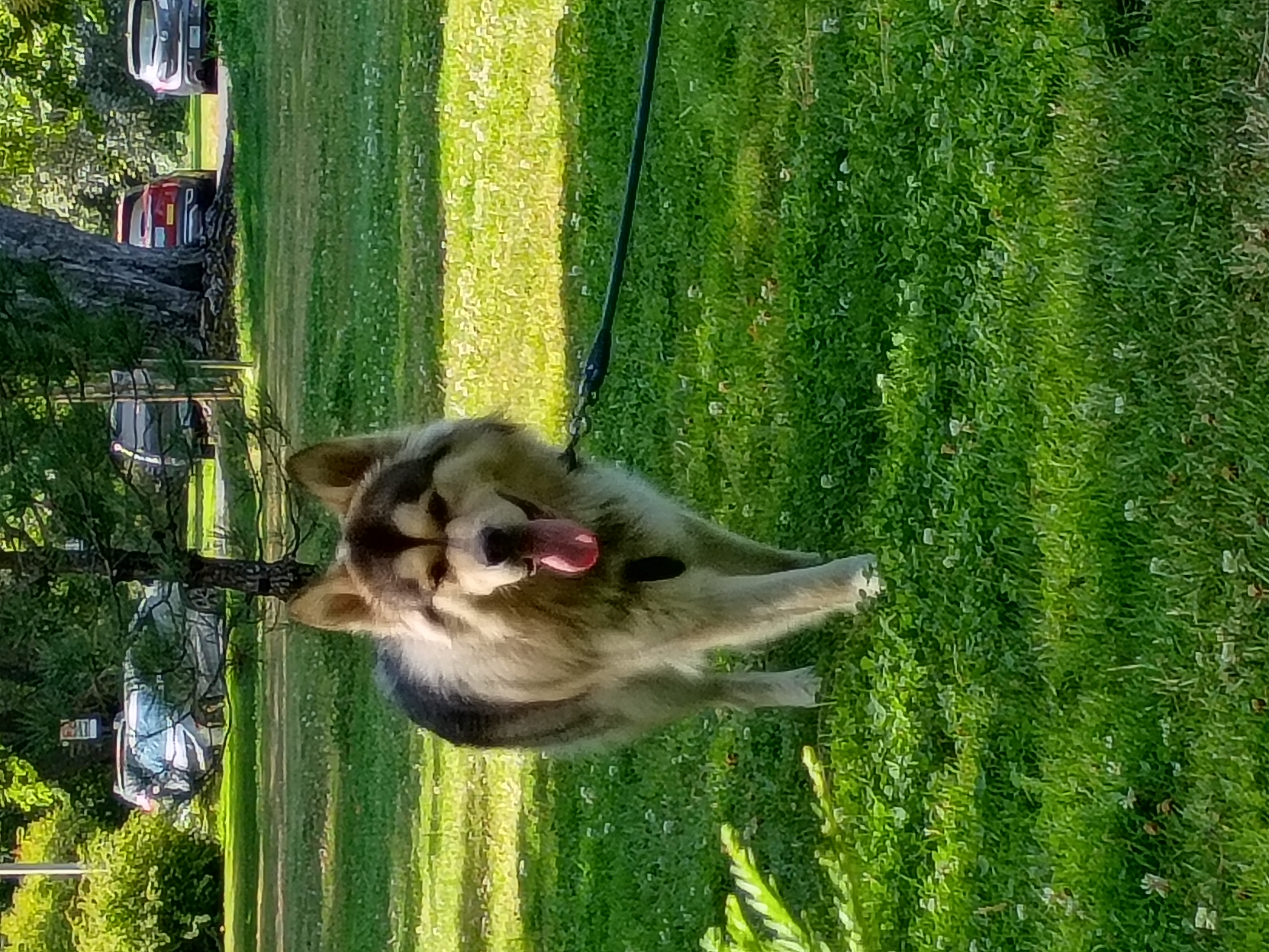 Help my ESA pup with life changing surgery campaign photo, 6 of 13