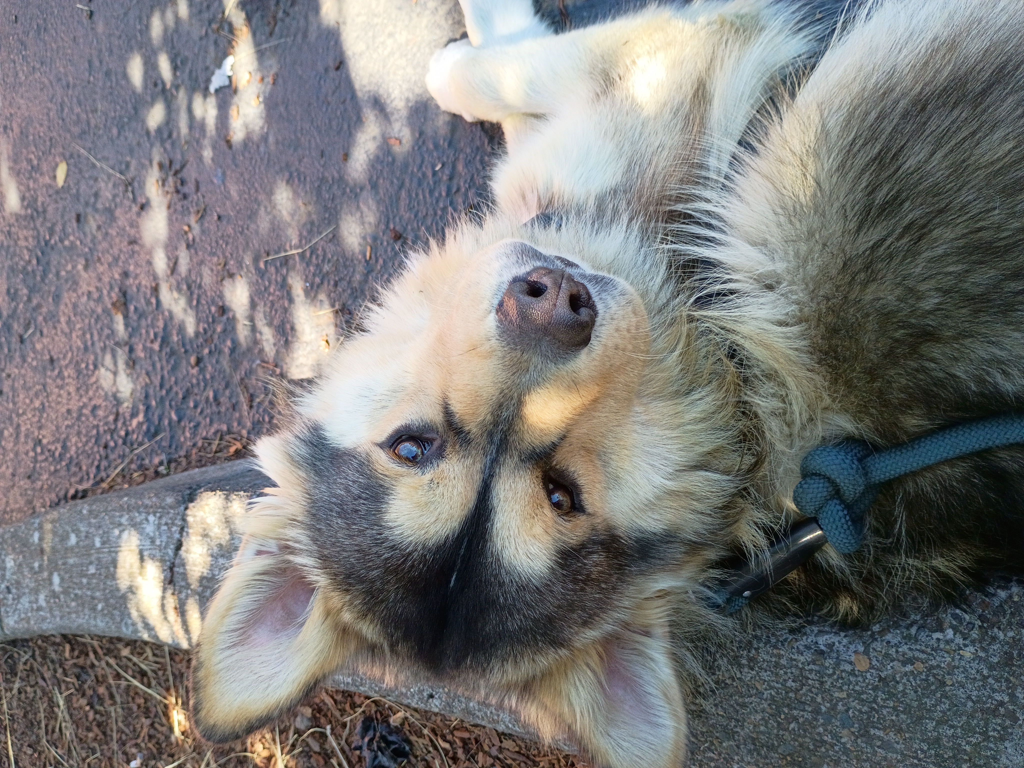 Help my ESA pup with life changing surgery campaign photo, 7 of 13