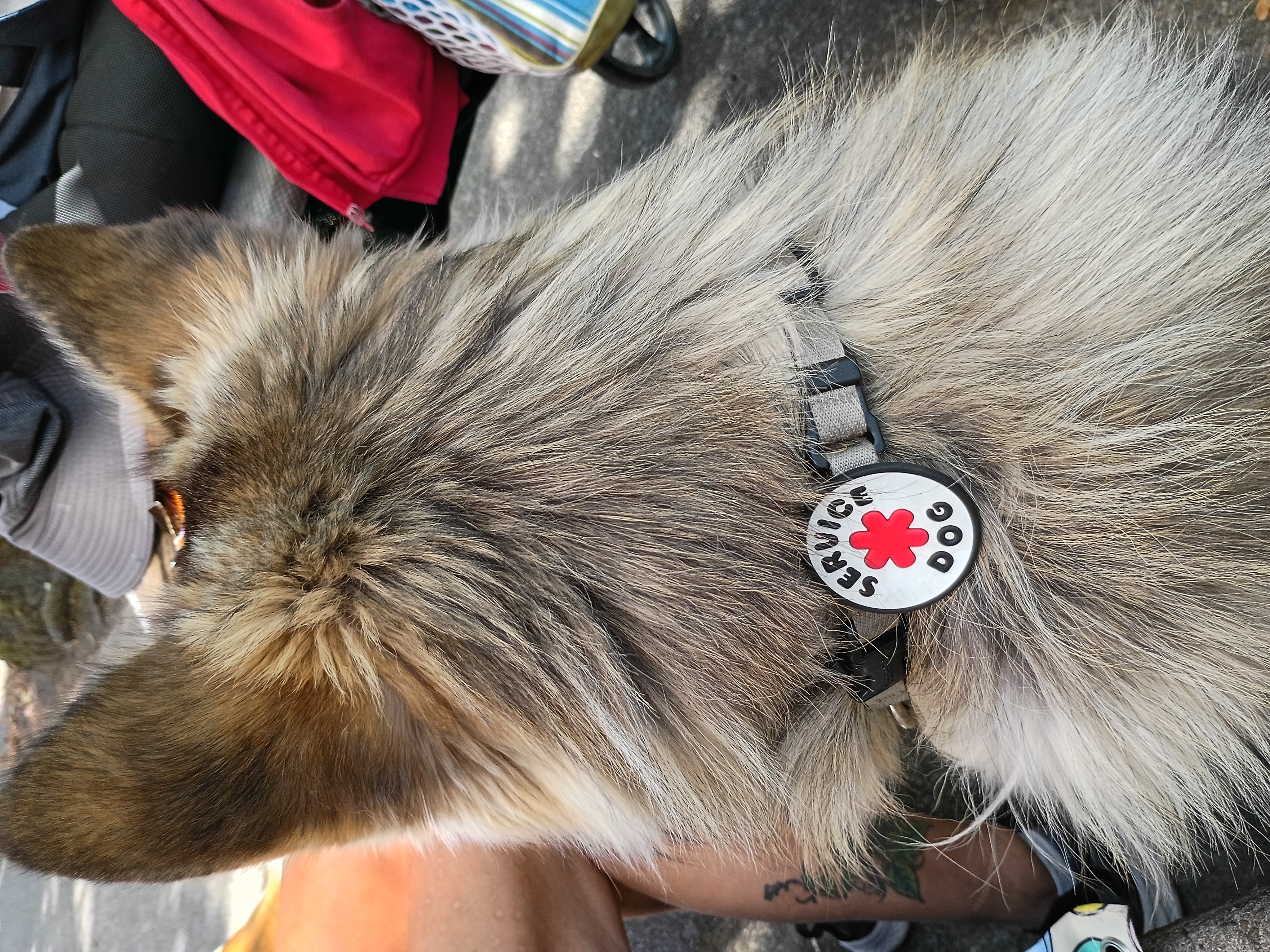 Help my ESA pup with life changing surgery campaign photo, 8 of 13