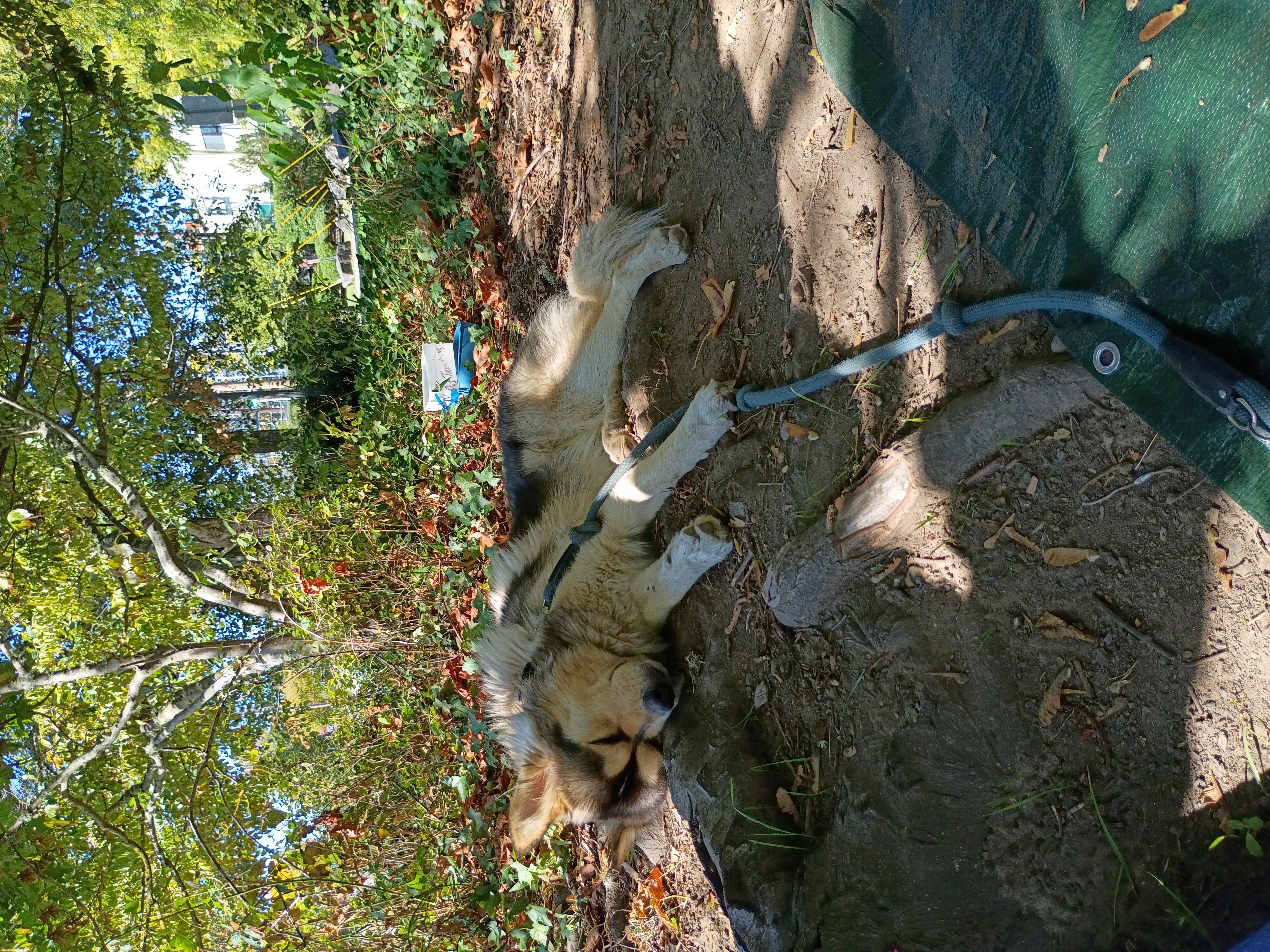 Help my ESA pup with life changing surgery campaign photo, 10 of 13