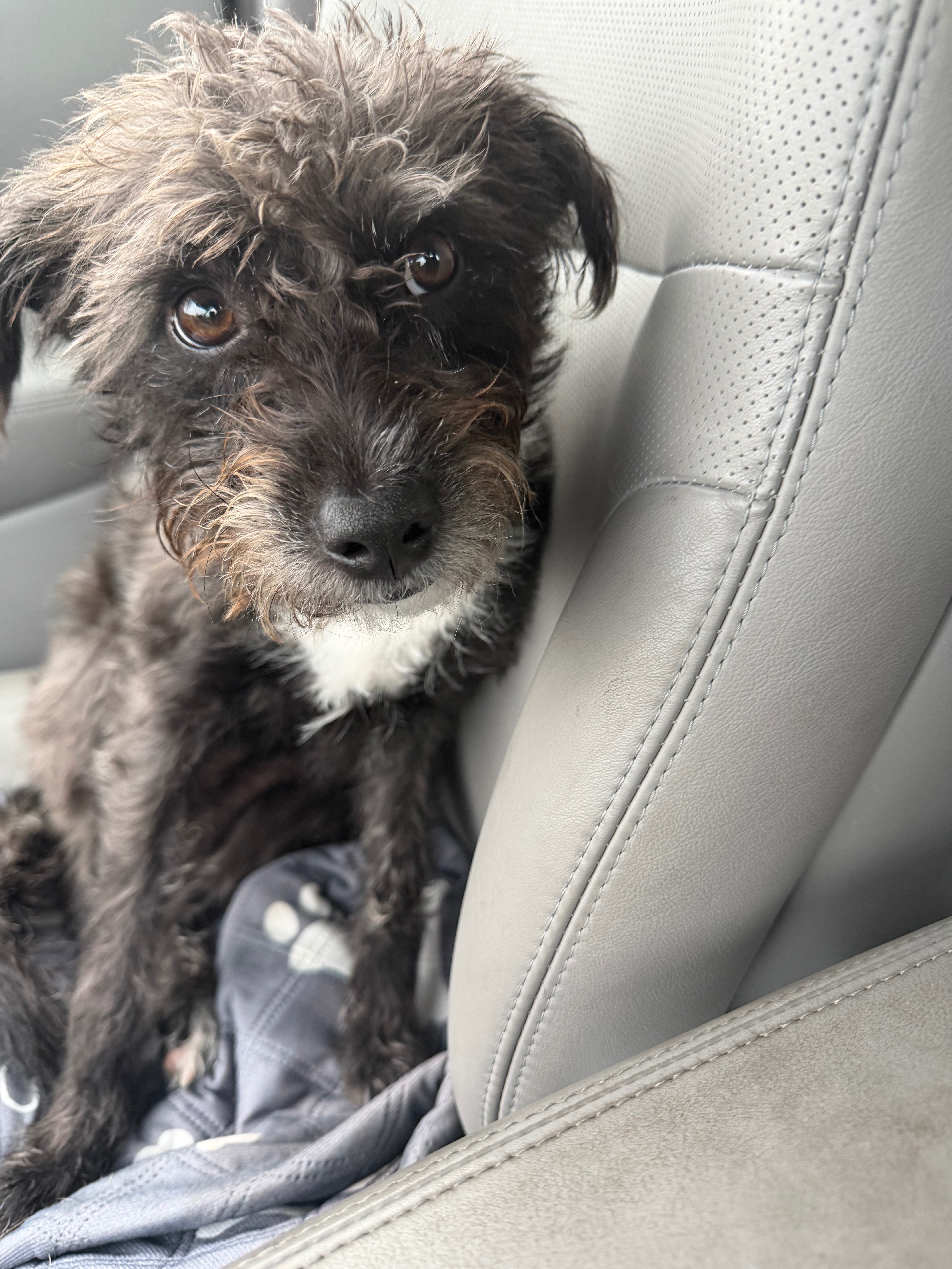 Max Needs Surgery After His Accident campaign photo, 4 of 7