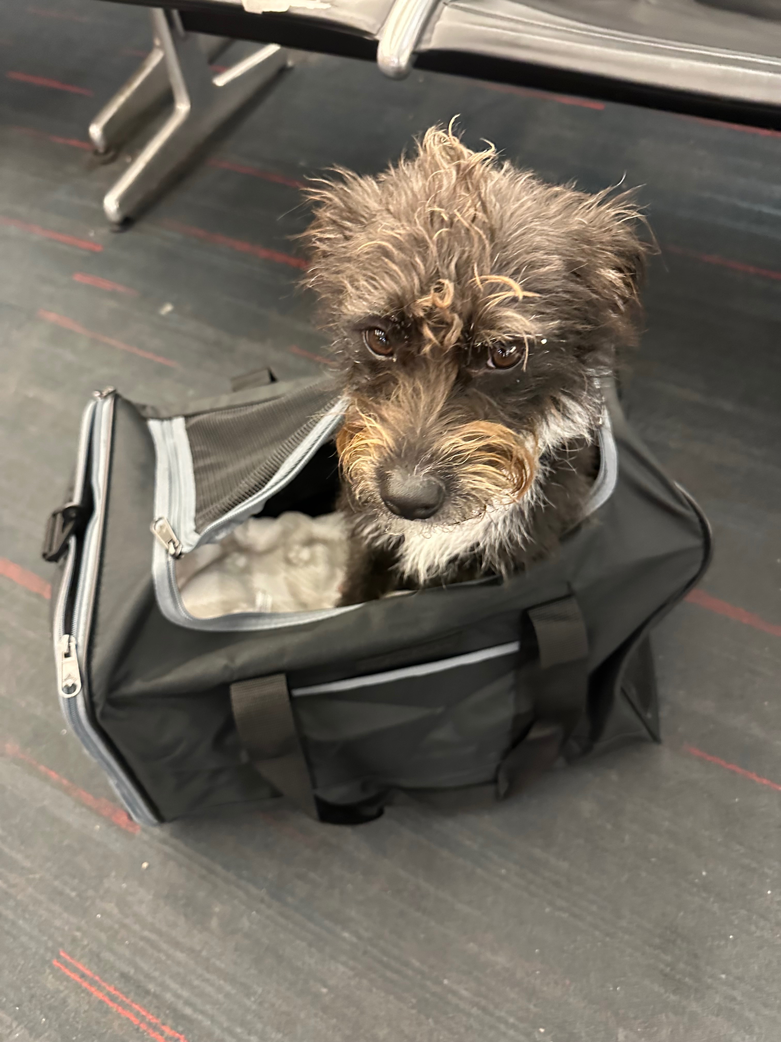 Max Needs Surgery After His Accident campaign photo, 5 of 7
