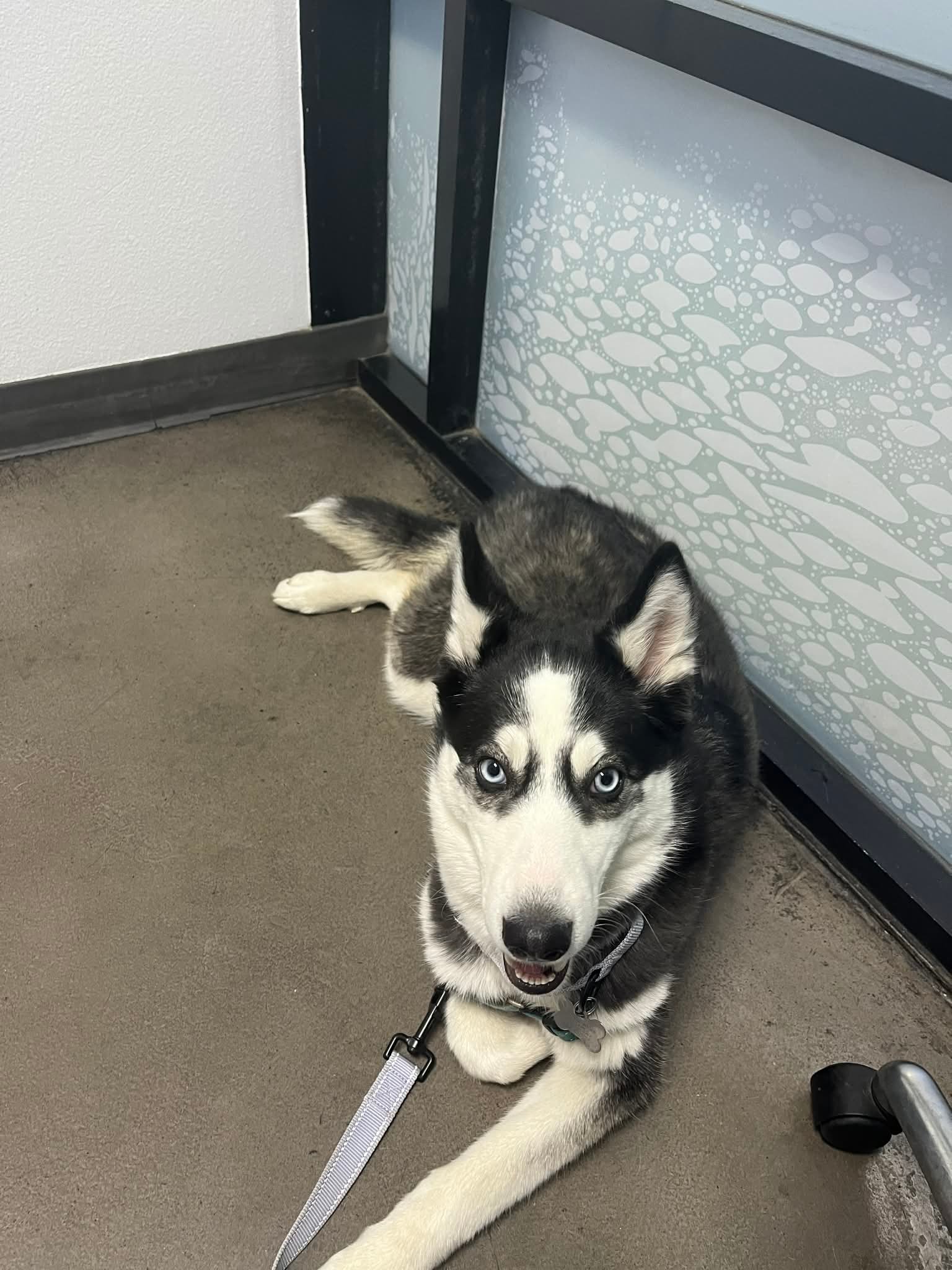 Rescued Husky Needs Neuro and Ortho Help for a Better Life campaign photo, 7 of 8