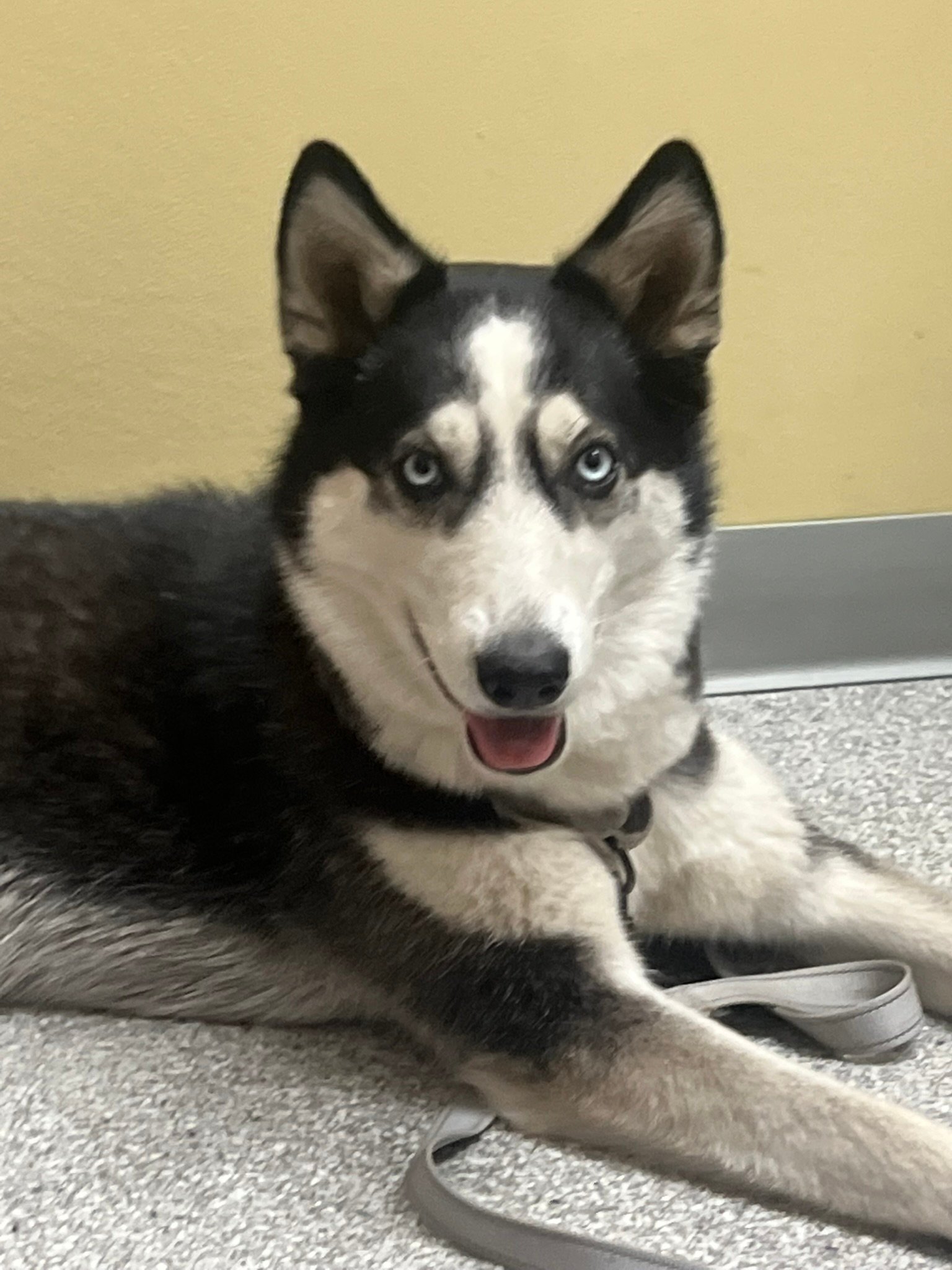Rescued Husky Needs Neuro and Ortho Help for a Better Life campaign photo, 2 of 8