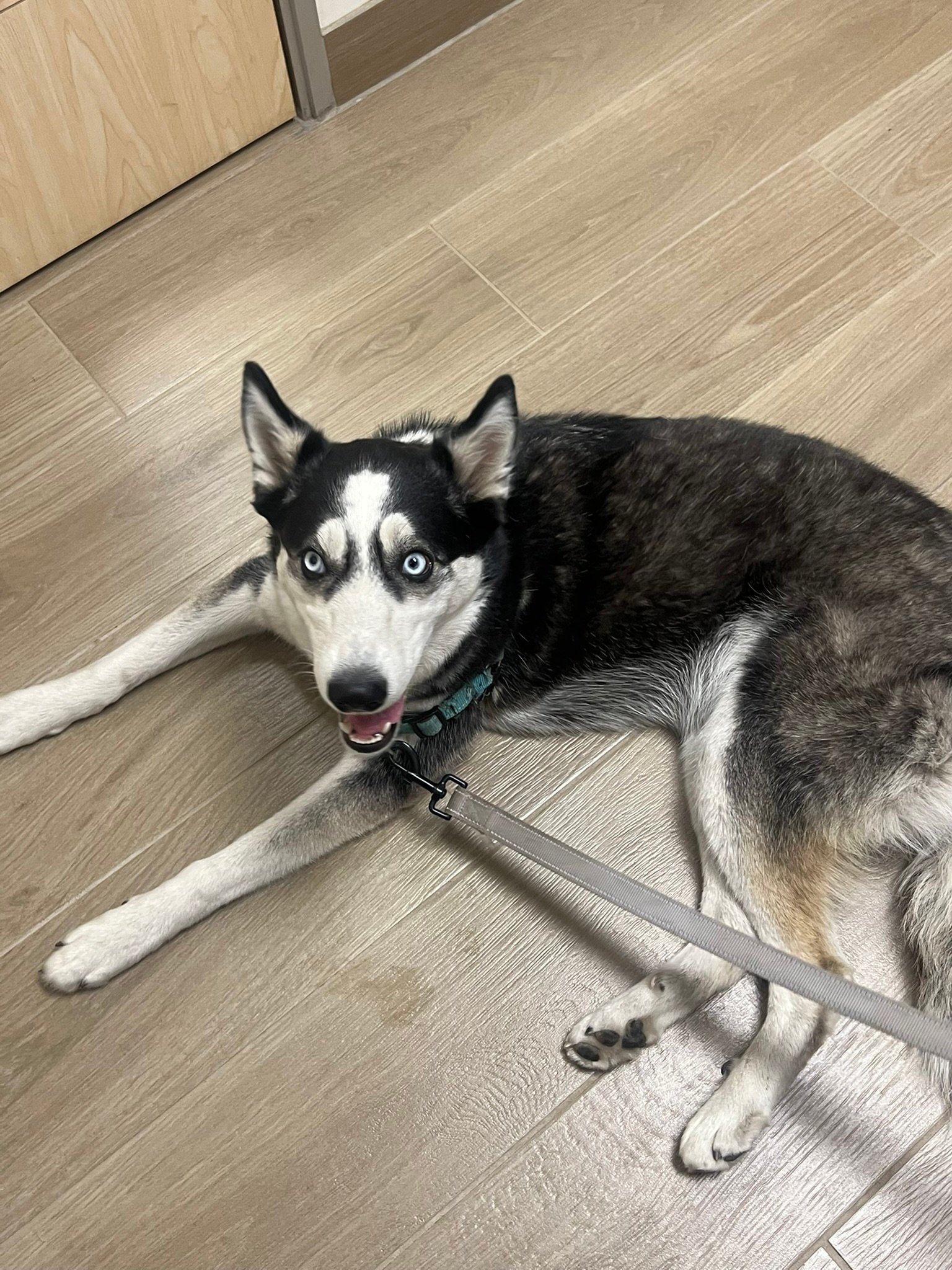 Rescued Husky Needs Neuro and Ortho Help for a Better Life campaign photo, 4 of 8