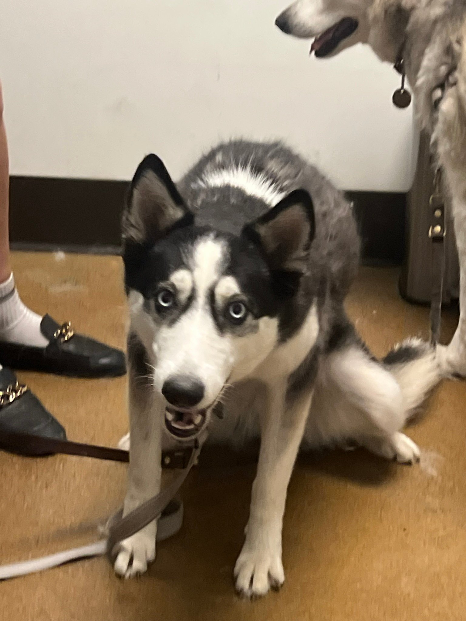 Rescued Husky Needs Neuro and Ortho Help for a Better Life campaign photo, 5 of 8