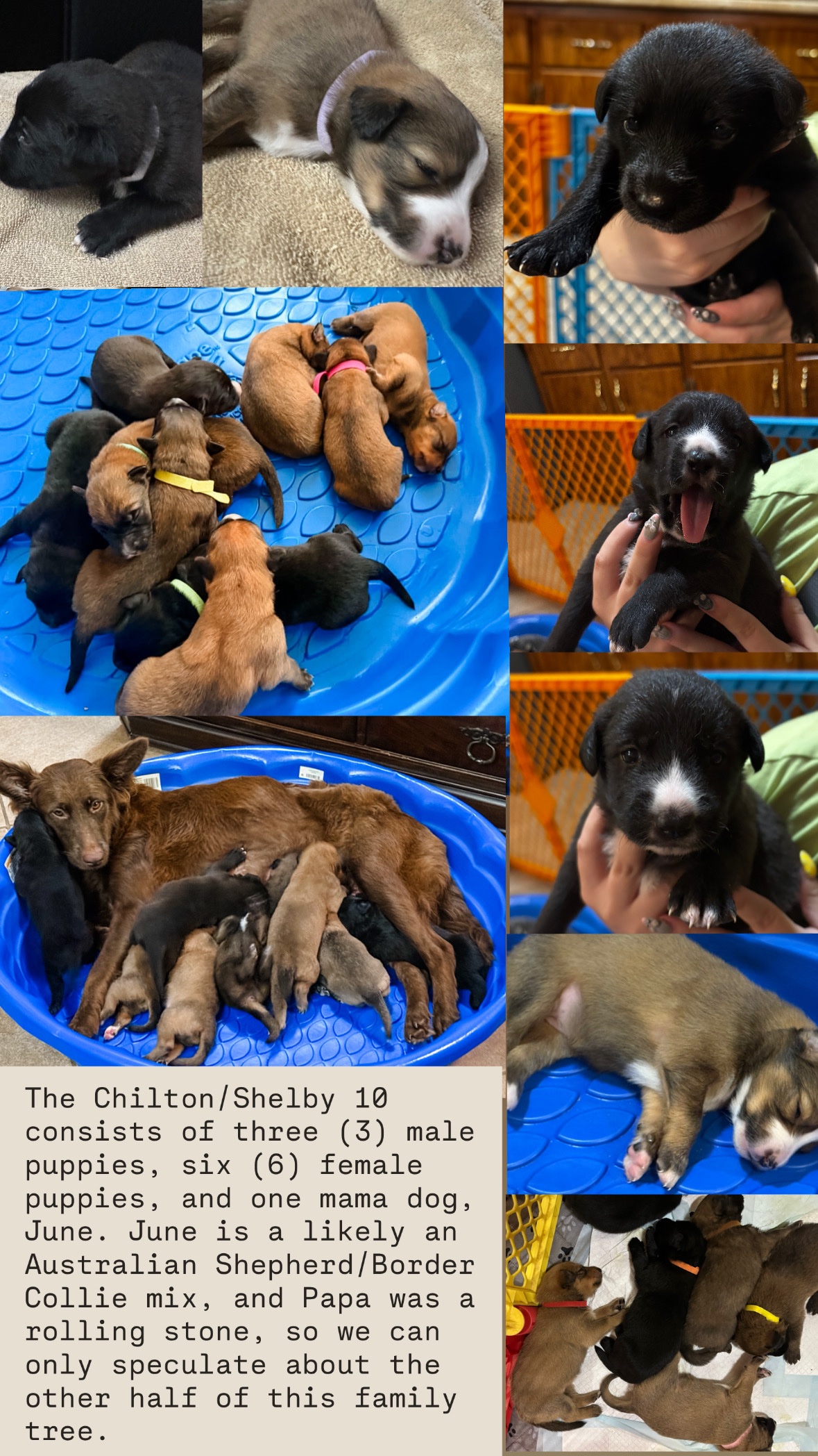 The Chilton Shelby 10 campaign photo, 2 of 8