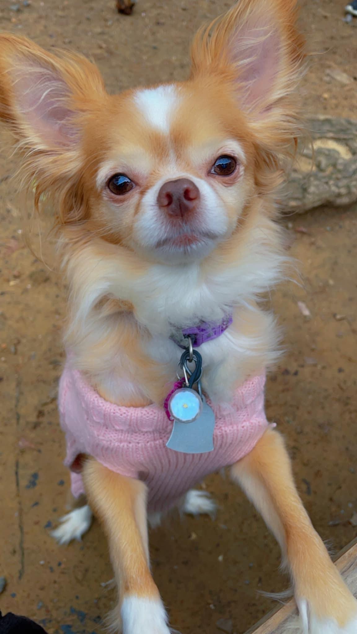 Luna’s Surgery Fund for Her Broken Leg (COMPLETED) campaign photo, 7 of 7