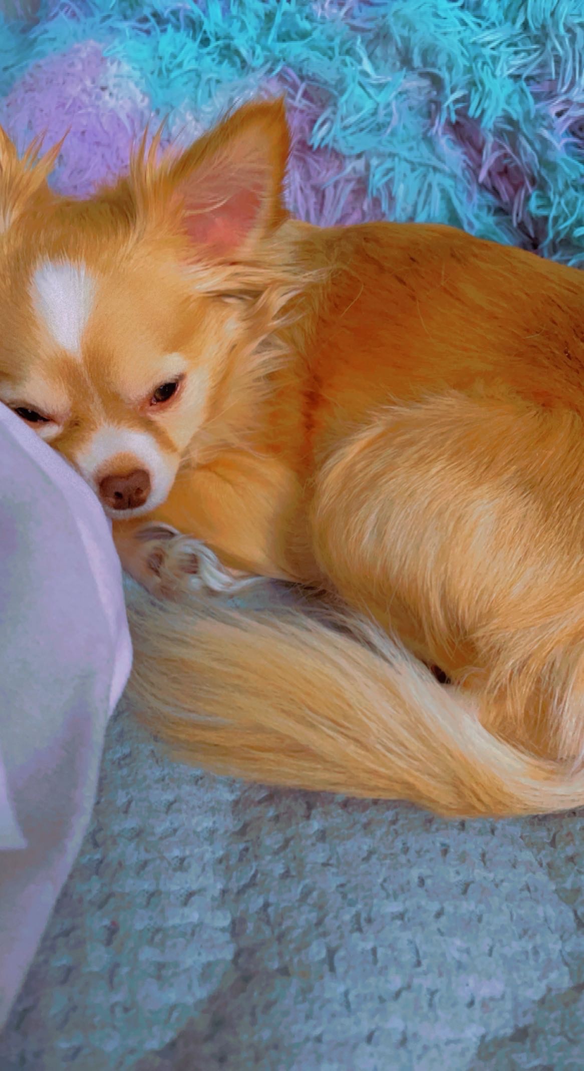 Luna’s Surgery Fund for Her Broken Leg (COMPLETED) campaign photo, 2 of 7