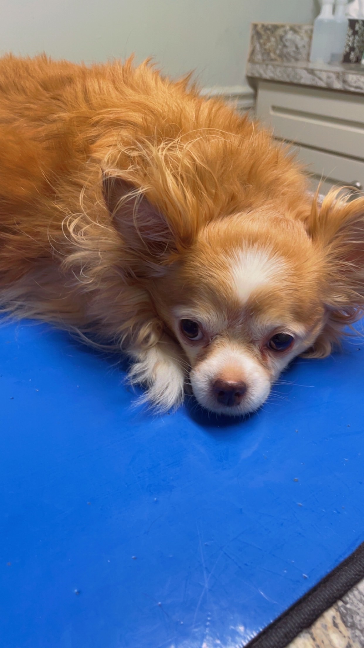 Luna’s Surgery Fund for Her Broken Leg (COMPLETED) campaign photo, 4 of 7