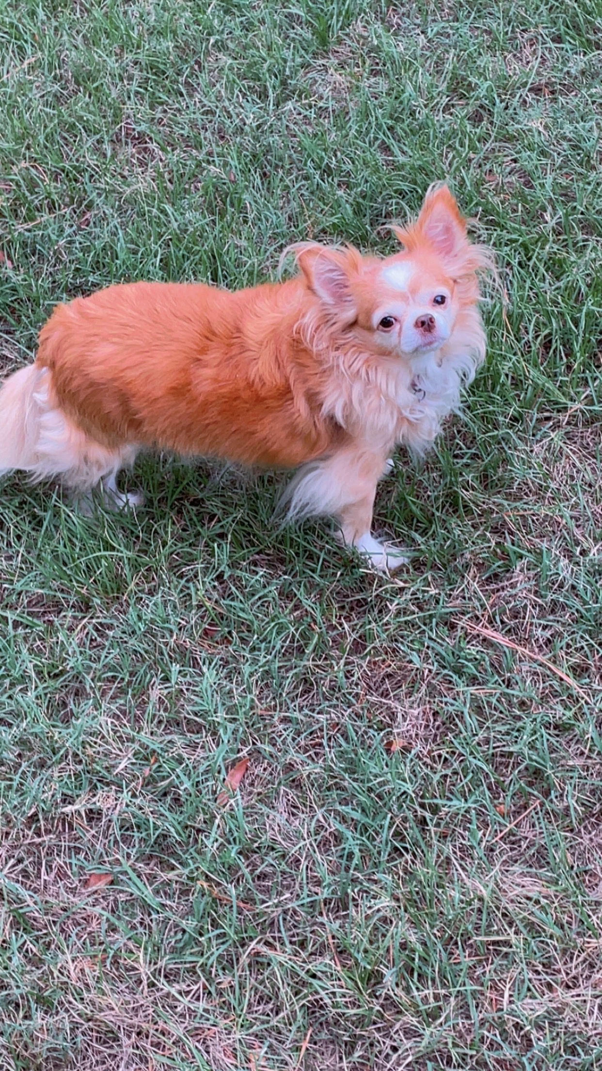 Luna’s Surgery Fund for Her Broken Leg (COMPLETED) campaign photo, 5 of 7