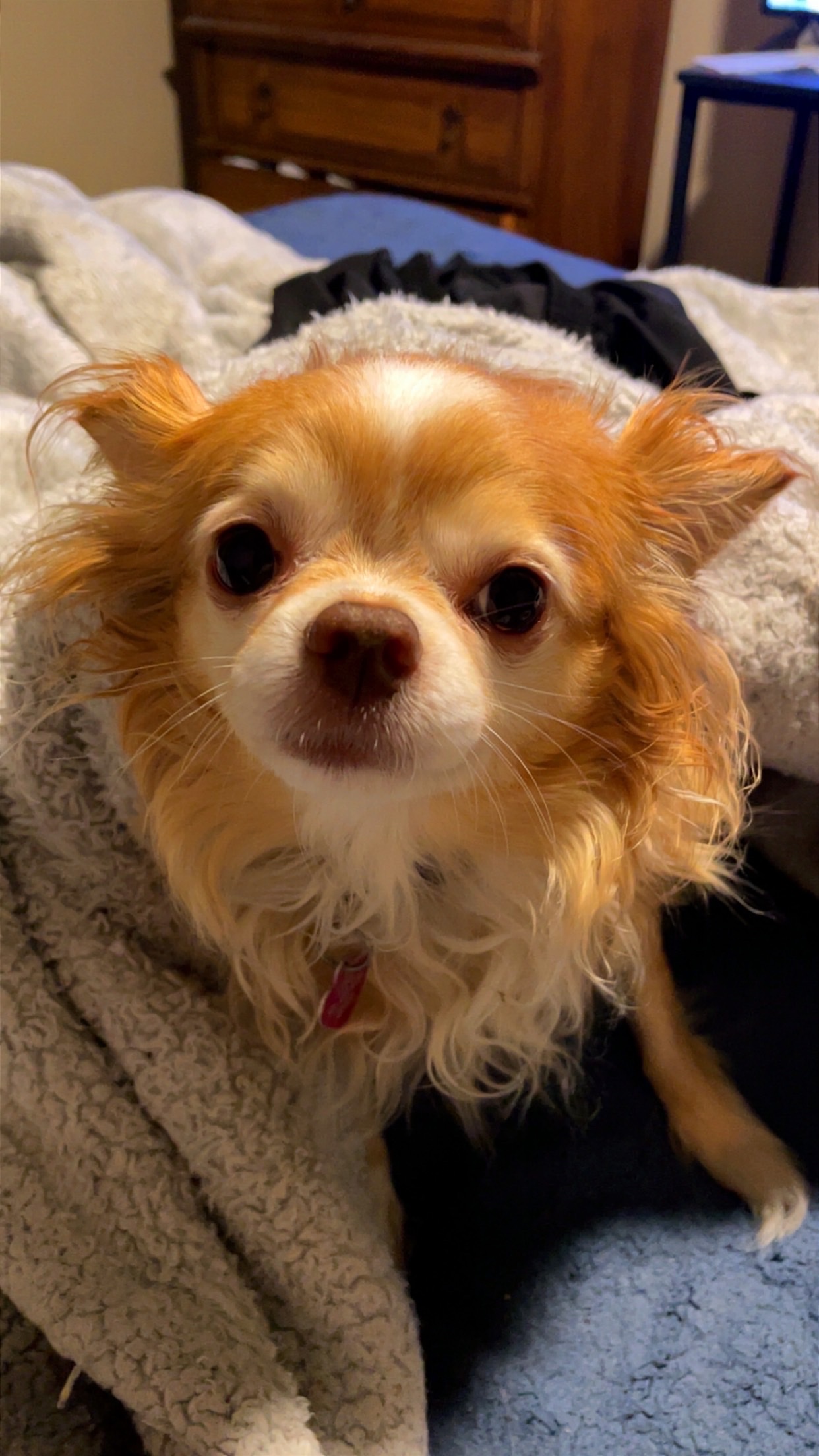 Luna’s Surgery Fund for Her Broken Leg (COMPLETED) campaign photo, 6 of 7