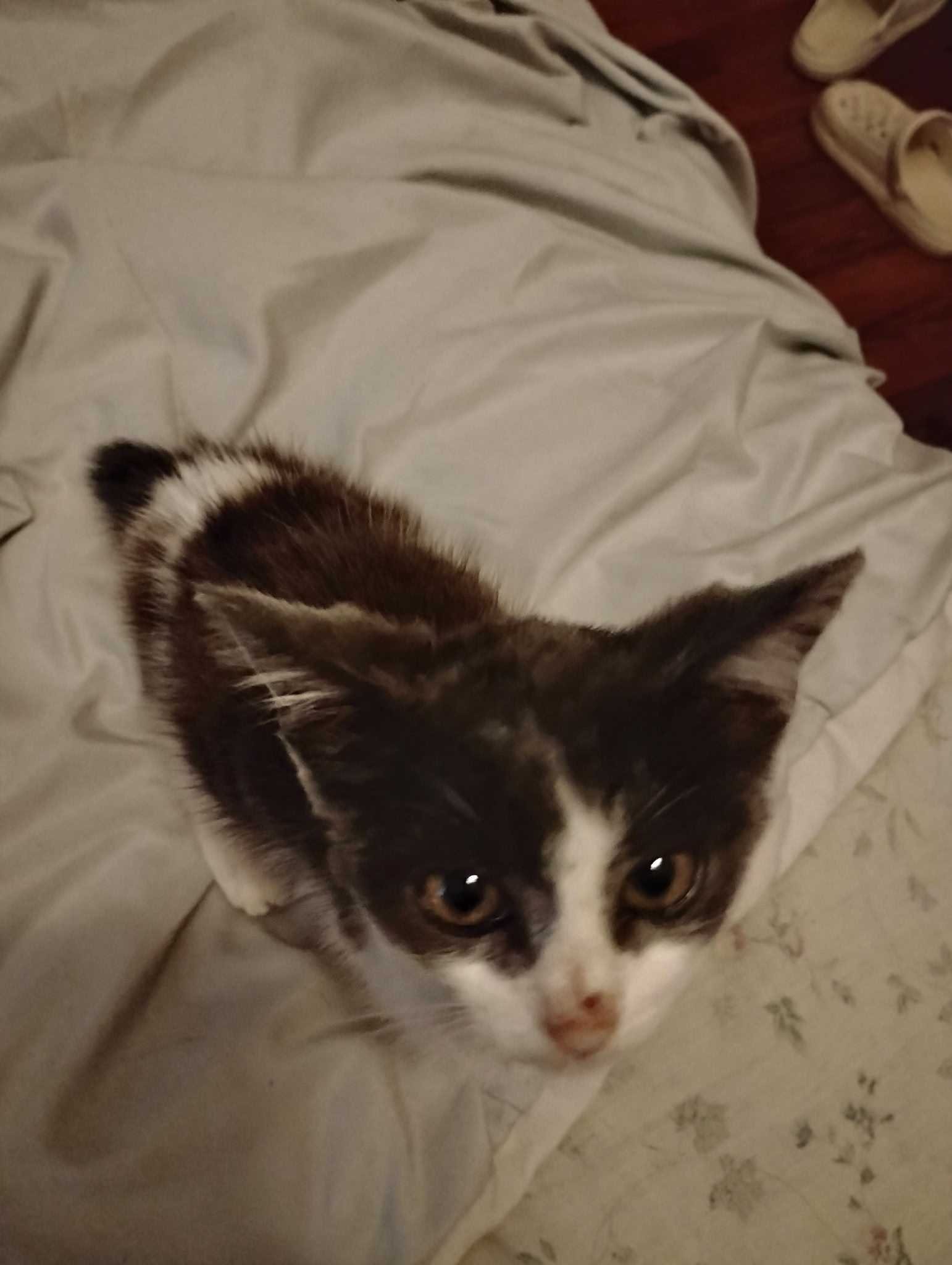 Support Our Stray Cat Rescue Mission campaign photo, 5 of 6