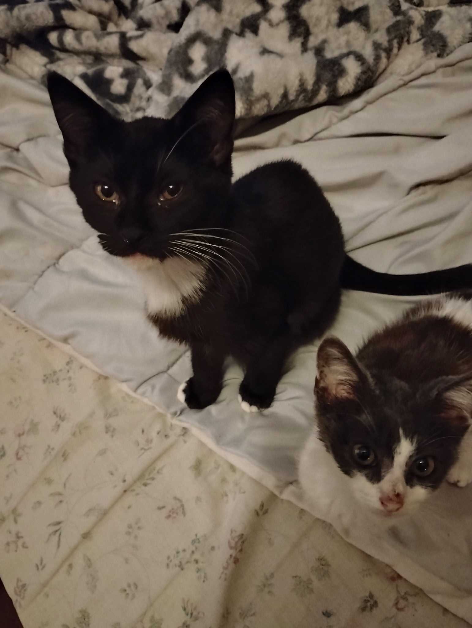 Support Our Stray Cat Rescue Mission campaign photo, 2 of 6