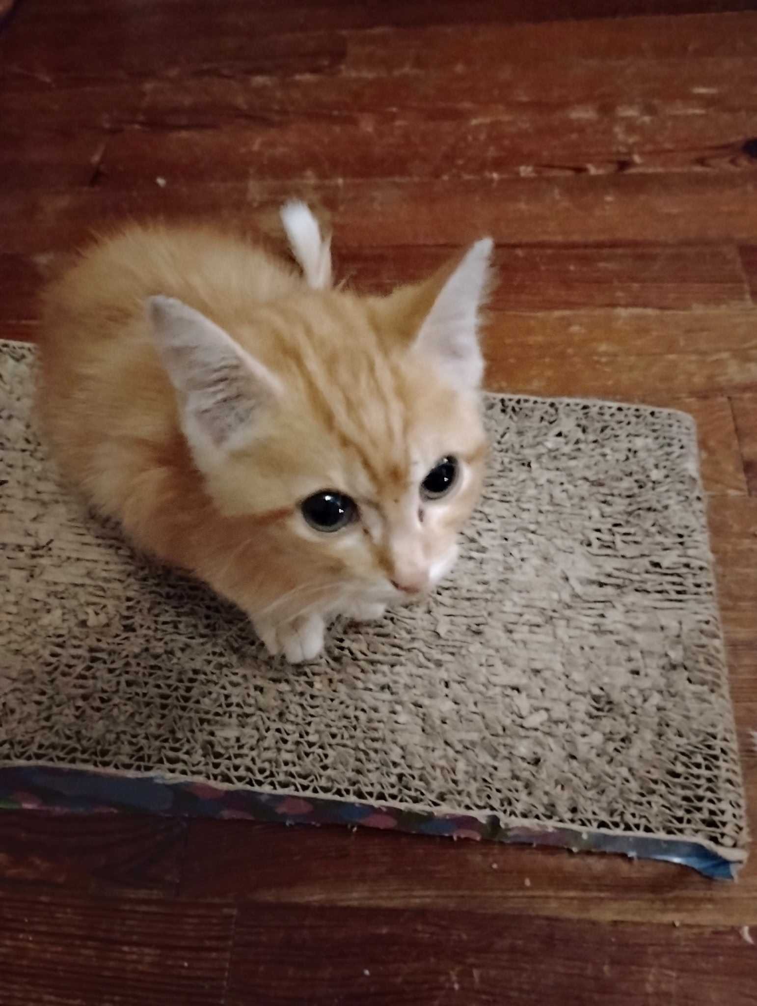 Support Our Stray Cat Rescue Mission campaign photo, 4 of 6
