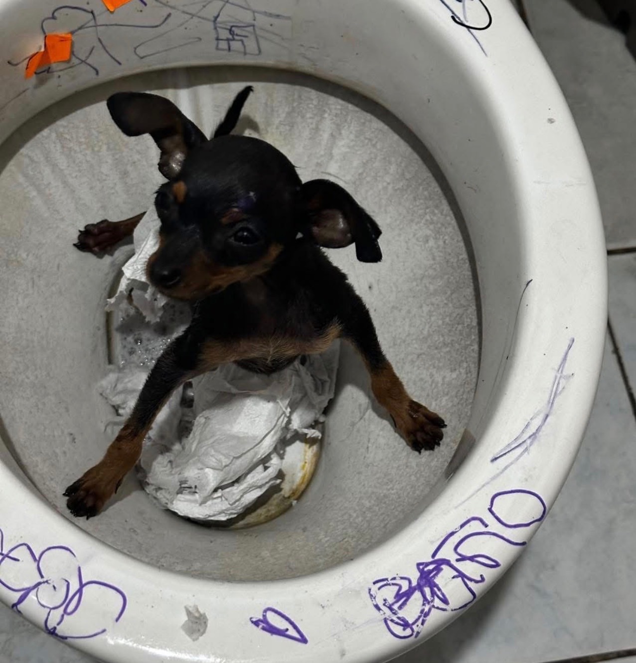 Help Heaven to the Rescue Save Animals in Ecuador campaign photo, 12 of 13