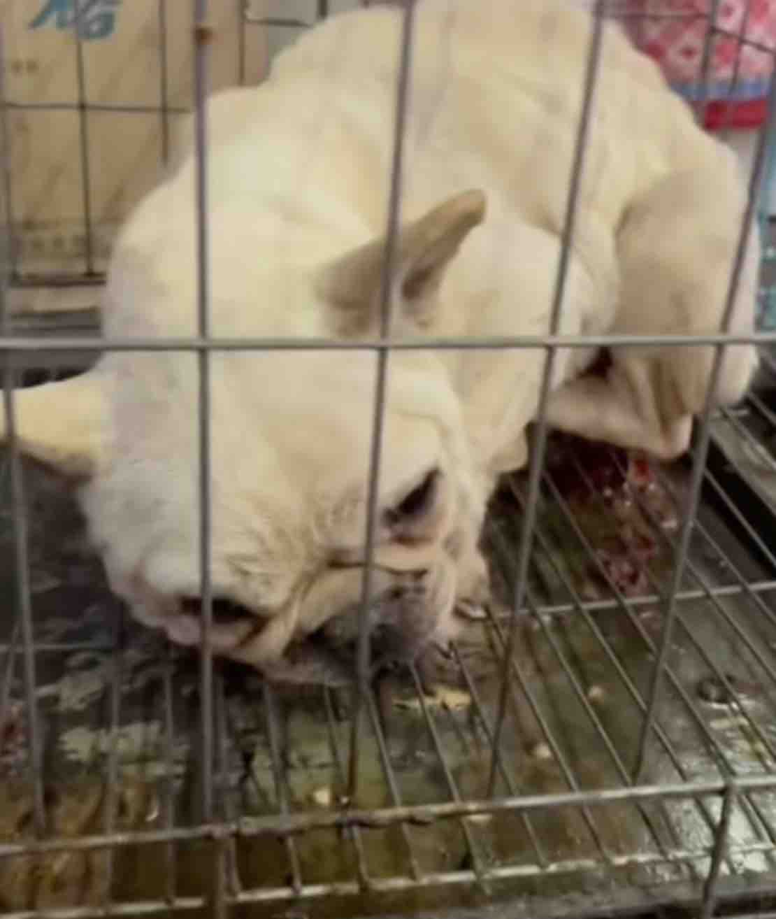 Help Heaven to the Rescue Save Animals in Ecuador campaign photo, 6 of 13