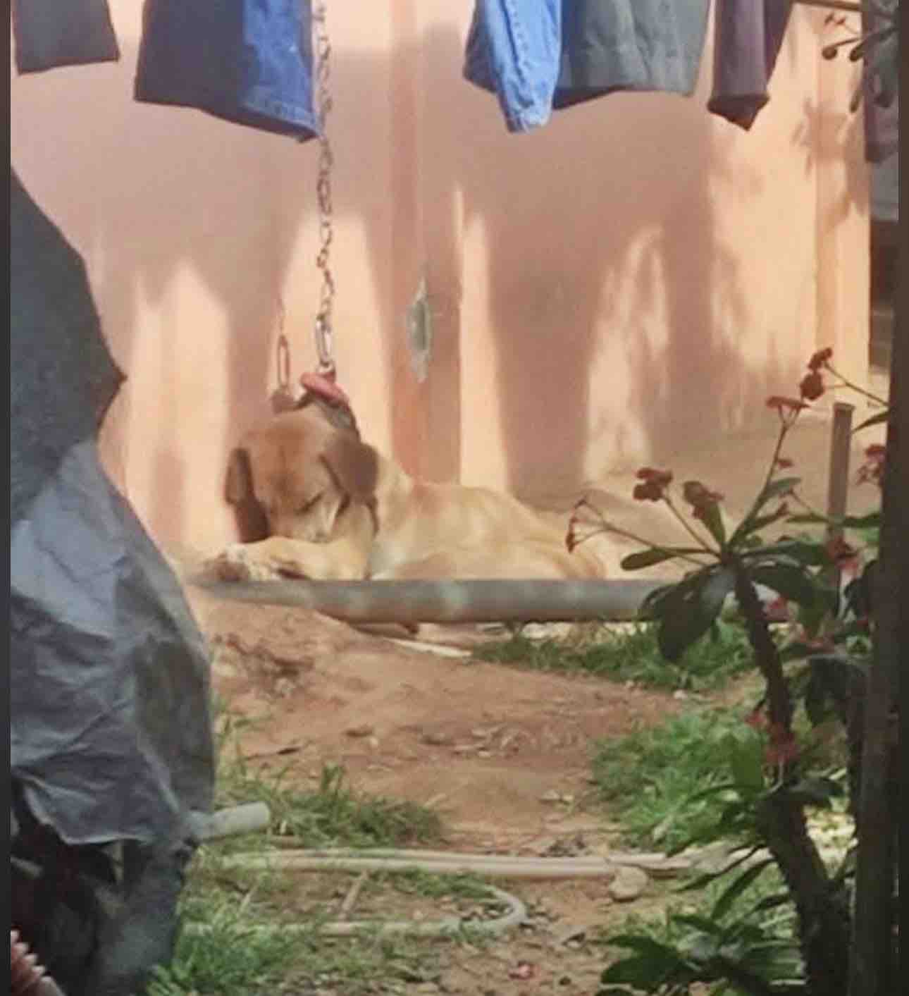 Help Heaven to the Rescue Save Animals in Ecuador campaign photo, 7 of 13