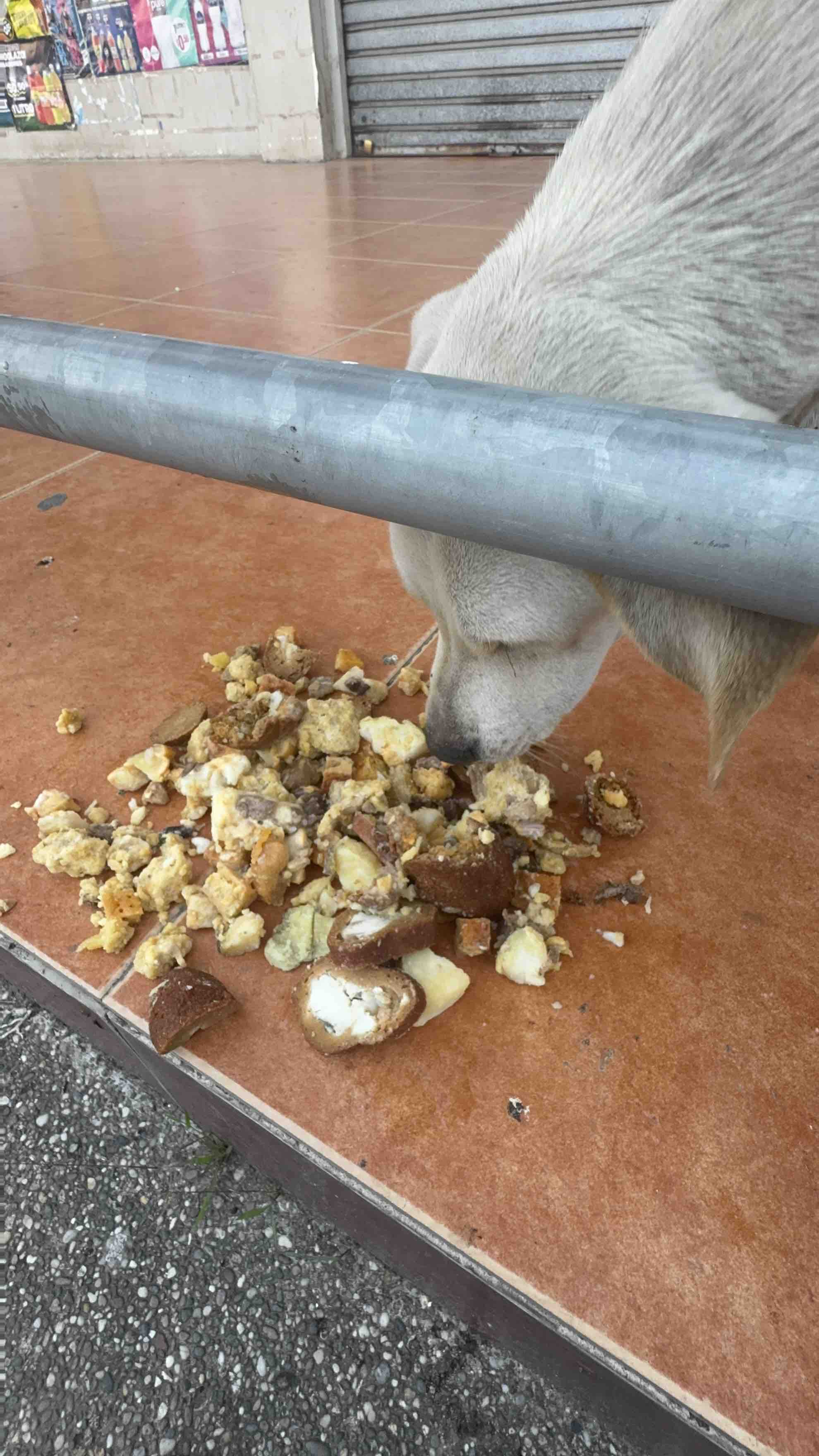Help Heaven to the Rescue Save Animals in Ecuador campaign photo, 8 of 13