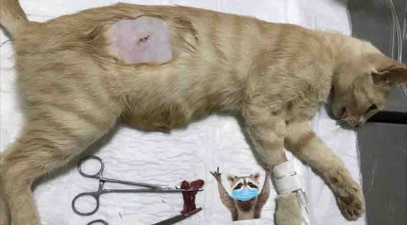 Help Heaven to the Rescue Save Animals in Ecuador campaign photo, 9 of 13