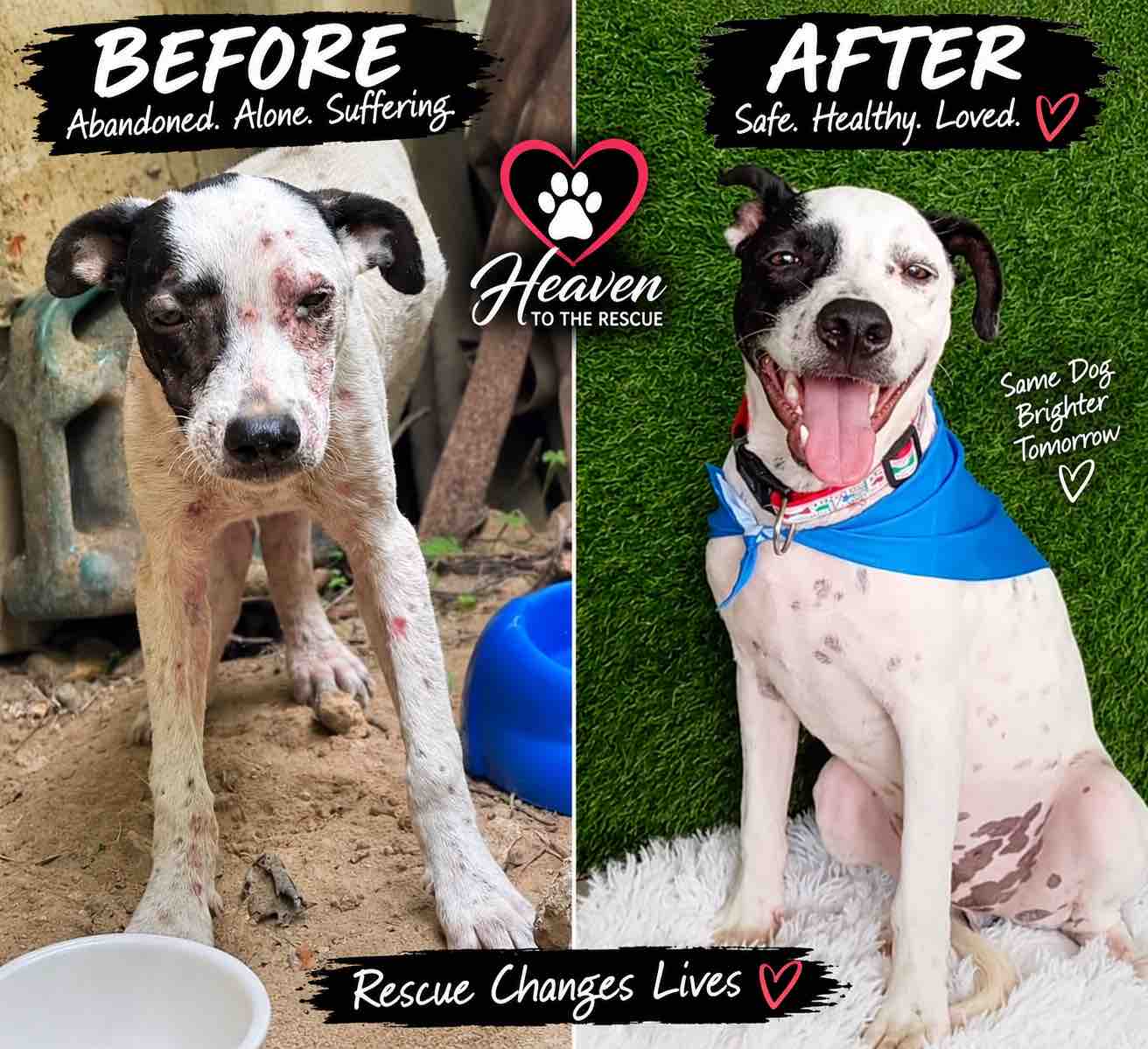 Help Heaven to the Rescue Save Animals in Ecuador campaign photo, 10 of 13