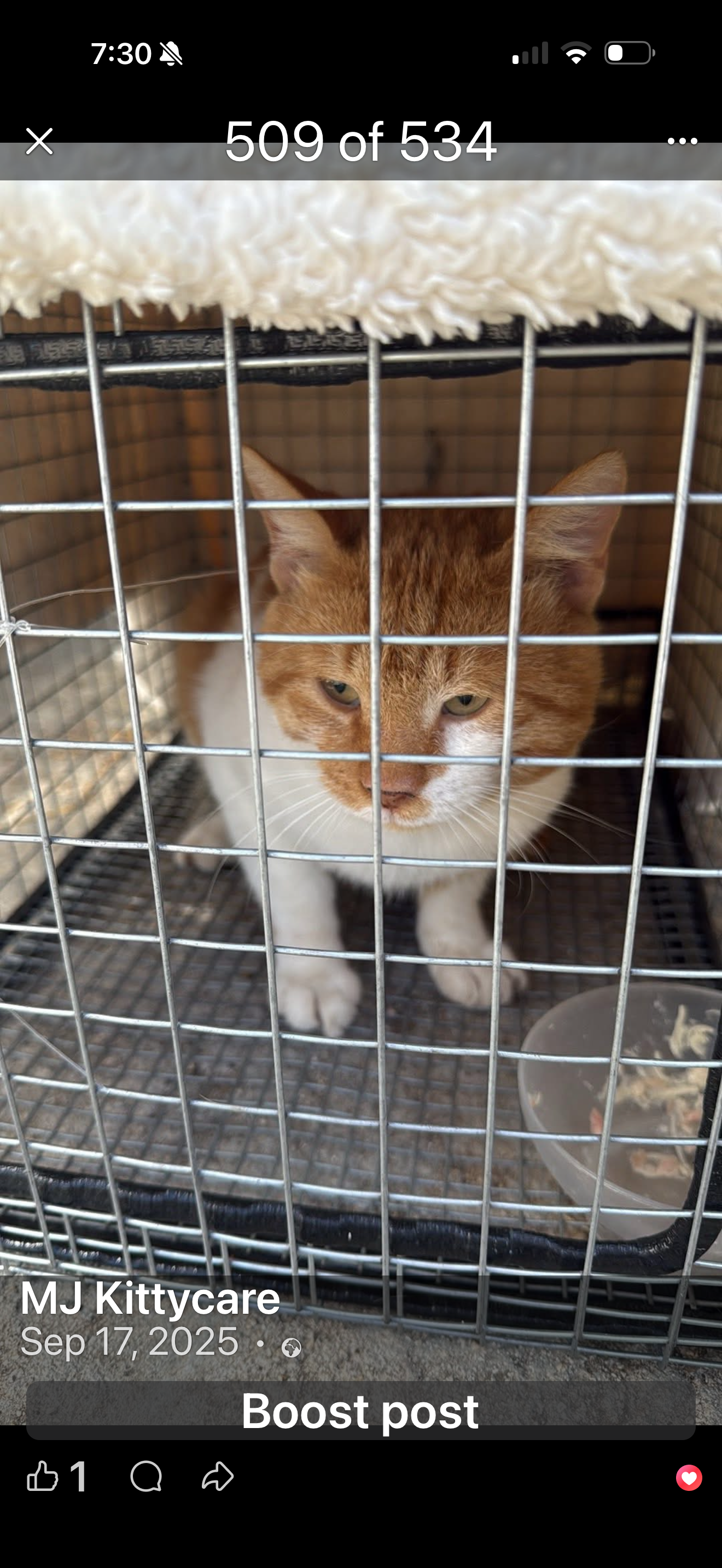 Help MJ Kittycare care for Kefalonia’s stray cats. campaign photo, 2 of 8
