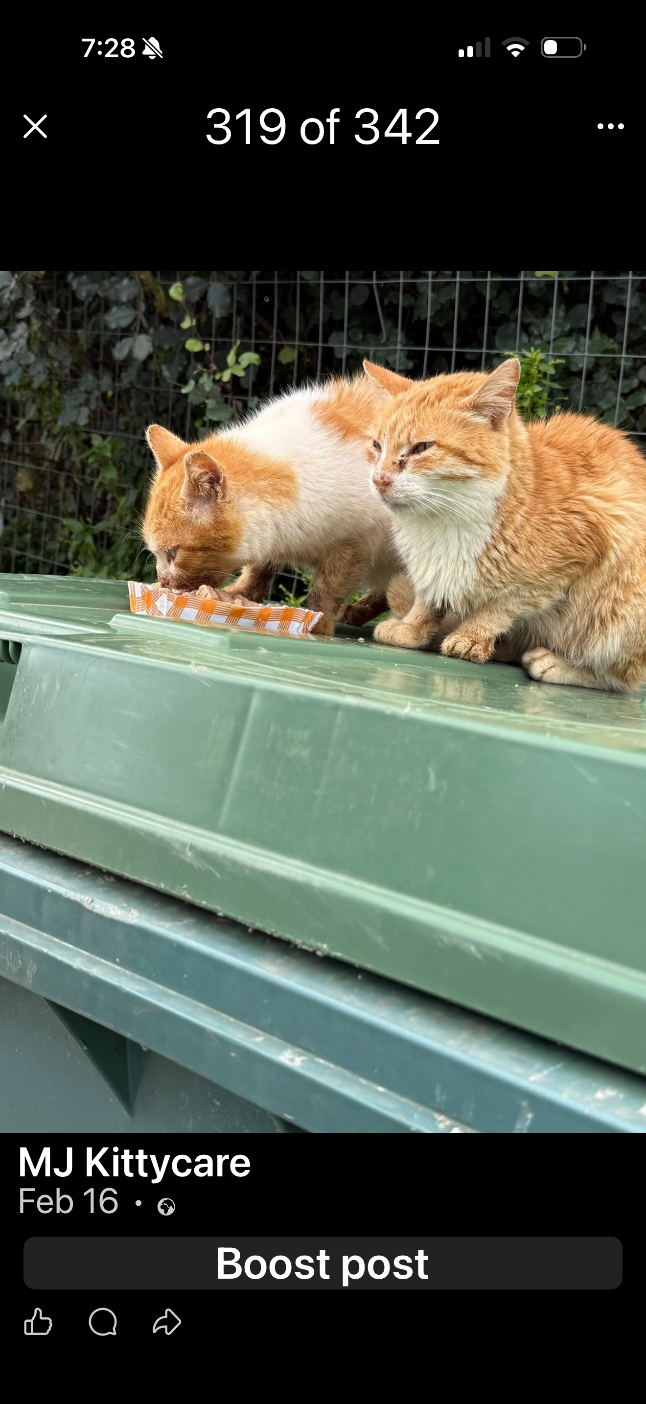 Help MJ Kittycare care for Kefalonia’s stray cats. campaign photo, 4 of 8