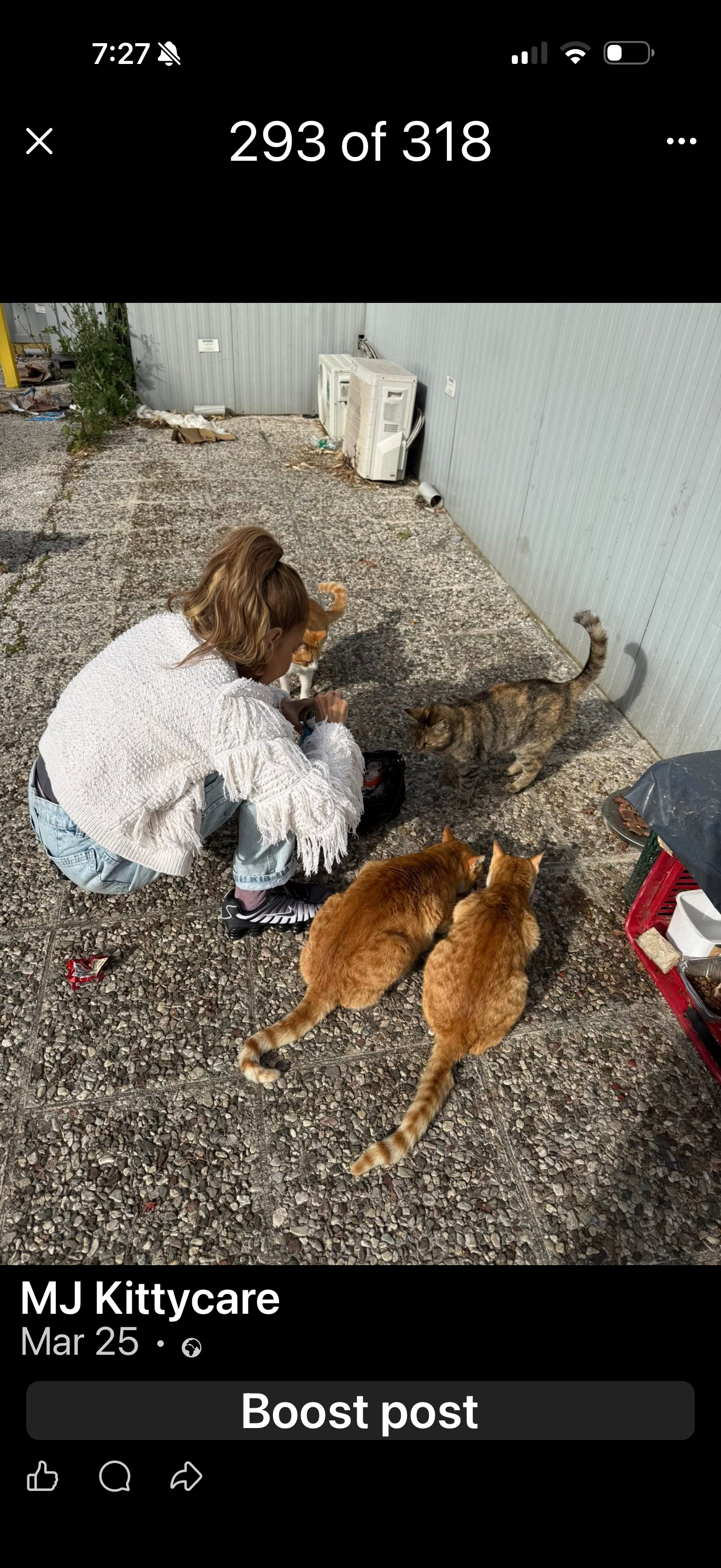 Help MJ Kittycare care for Kefalonia’s stray cats. campaign photo, 5 of 8