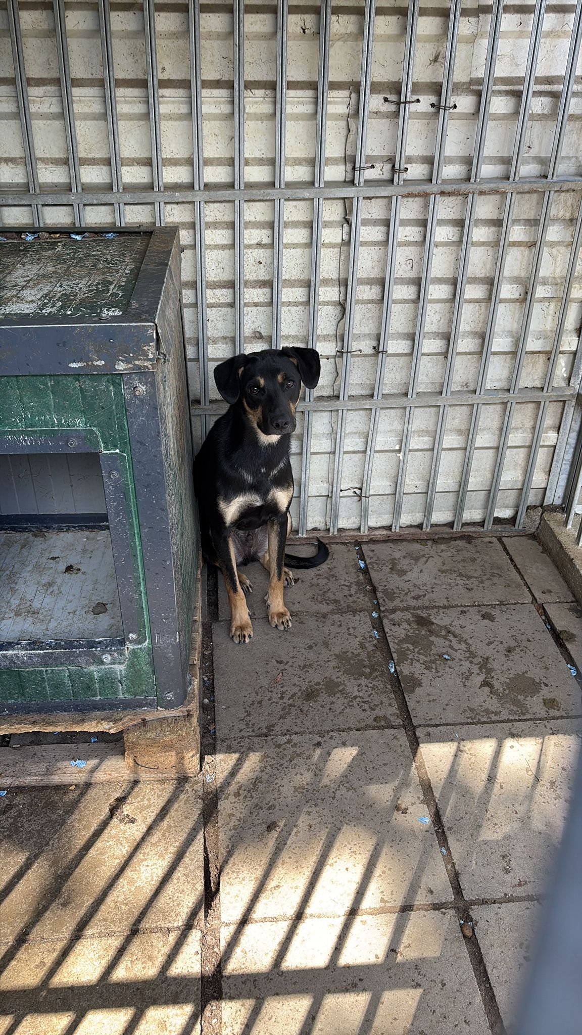600 Hunde brauchen uns – Prijatelji kämpft ums Überleben campaign photo, 7 of 8