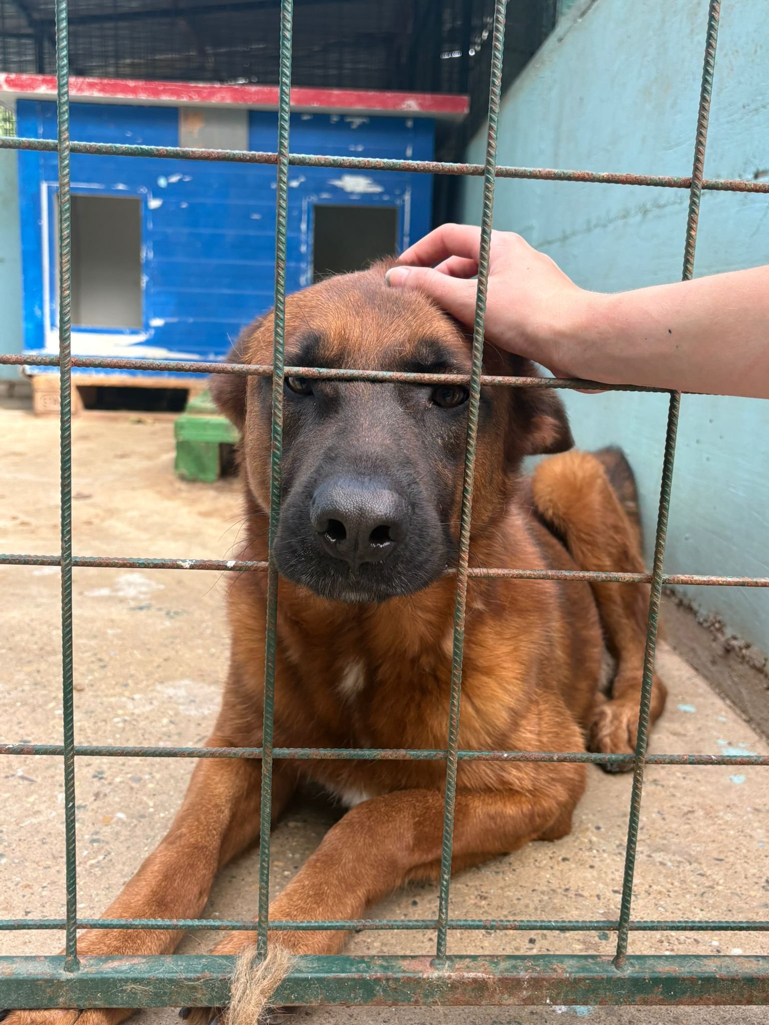 600 Hunde brauchen uns – Prijatelji kämpft ums Überleben campaign photo, 2 of 8