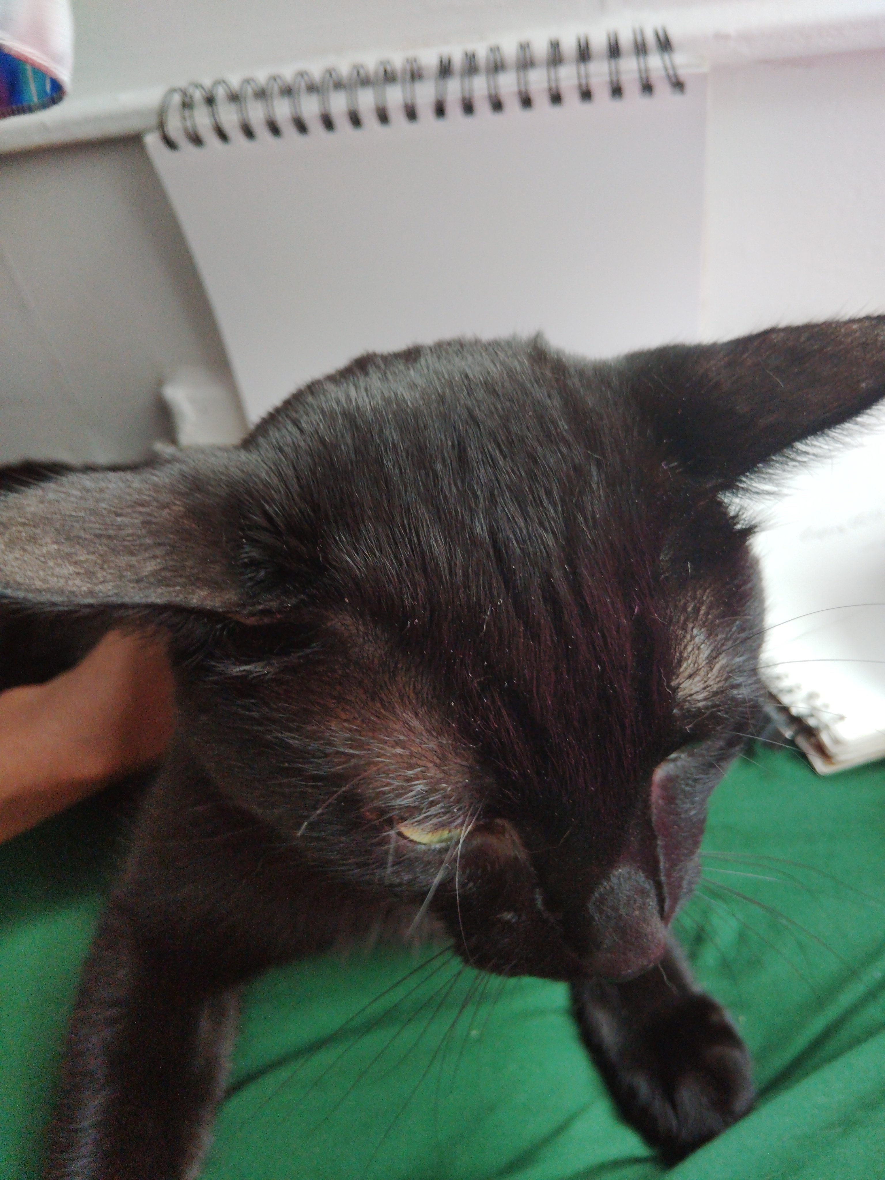 Help Raven Avoid Eviction and Care for Her Cat campaign photo, 5 of 6