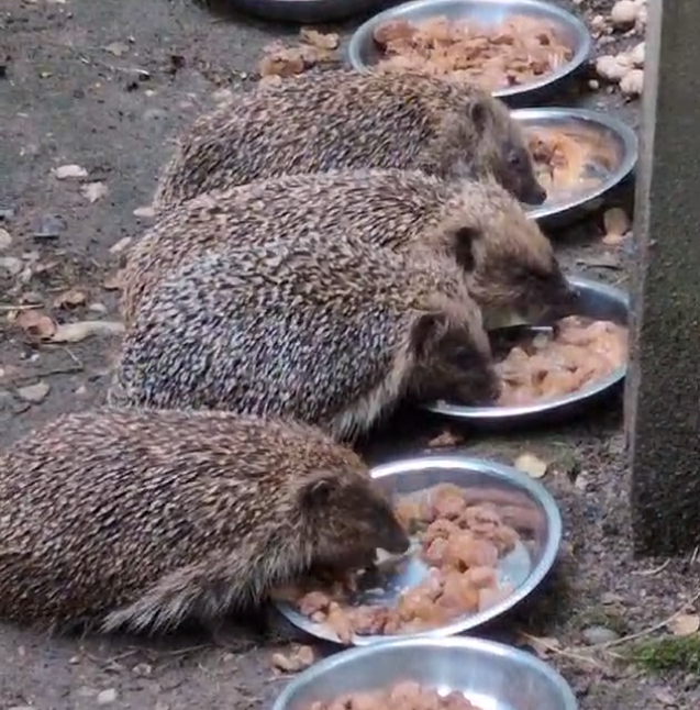PLEASE HELP SAVE THE TRENT PARK ANIMAL CENTRE campaign photo, 4 of 8