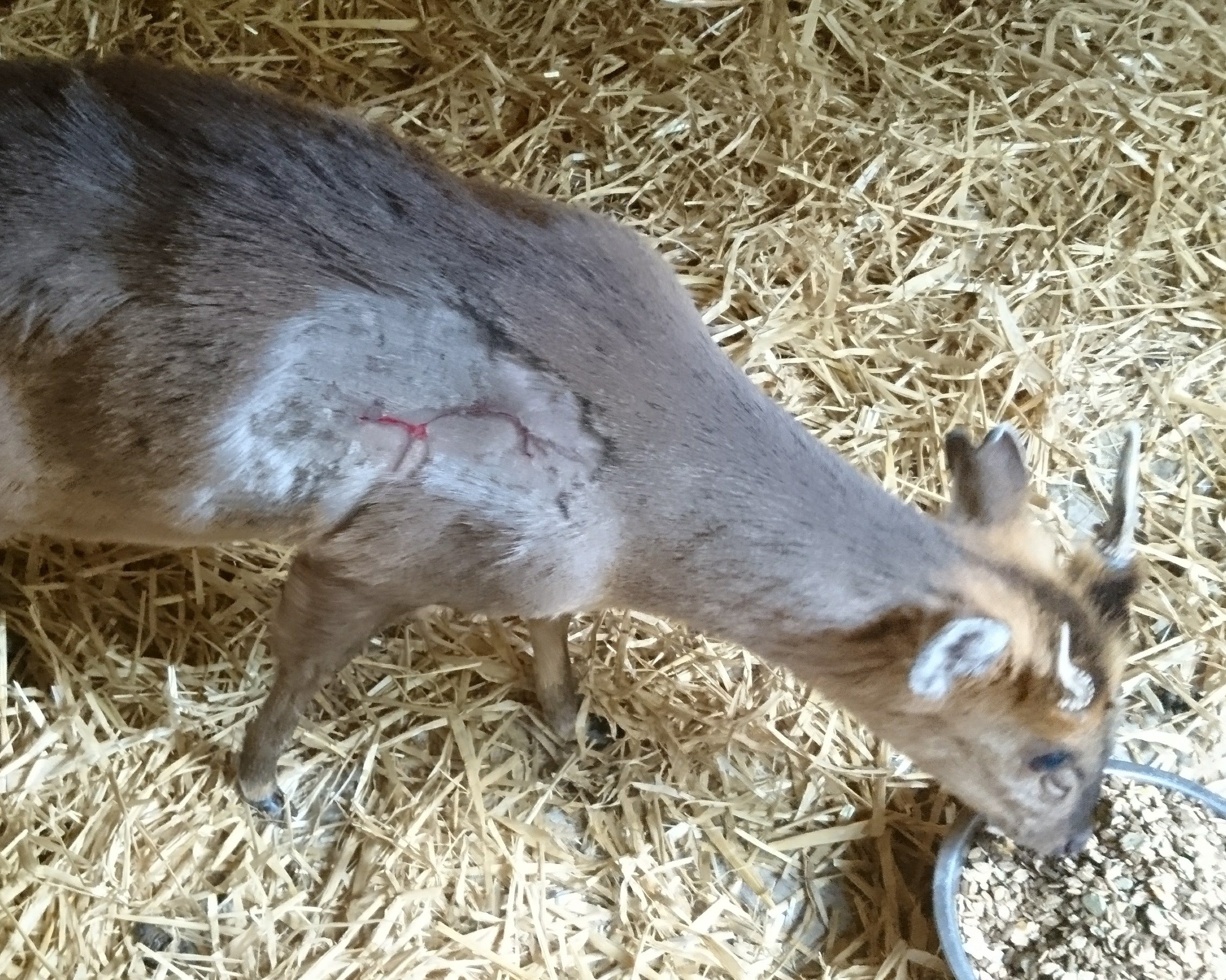 PLEASE HELP SAVE THE TRENT PARK ANIMAL CENTRE campaign photo, 5 of 8