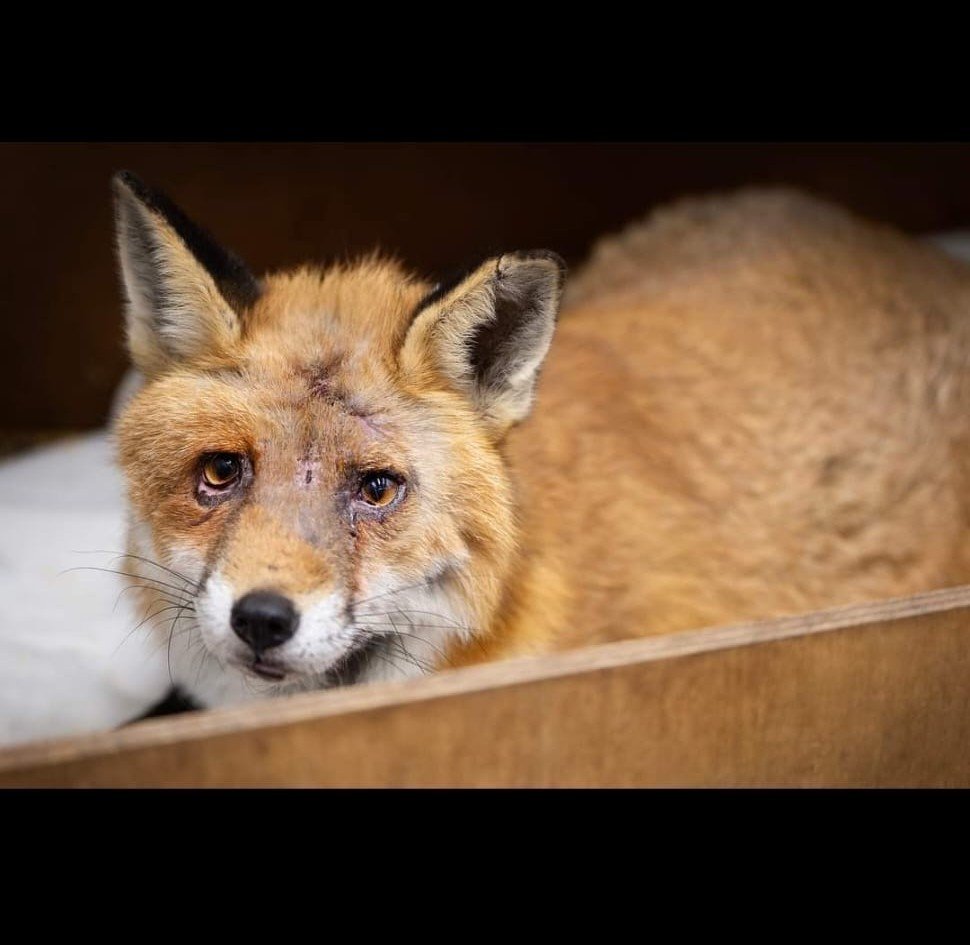 PLEASE HELP SAVE THE TRENT PARK ANIMAL CENTRE campaign photo, 6 of 8