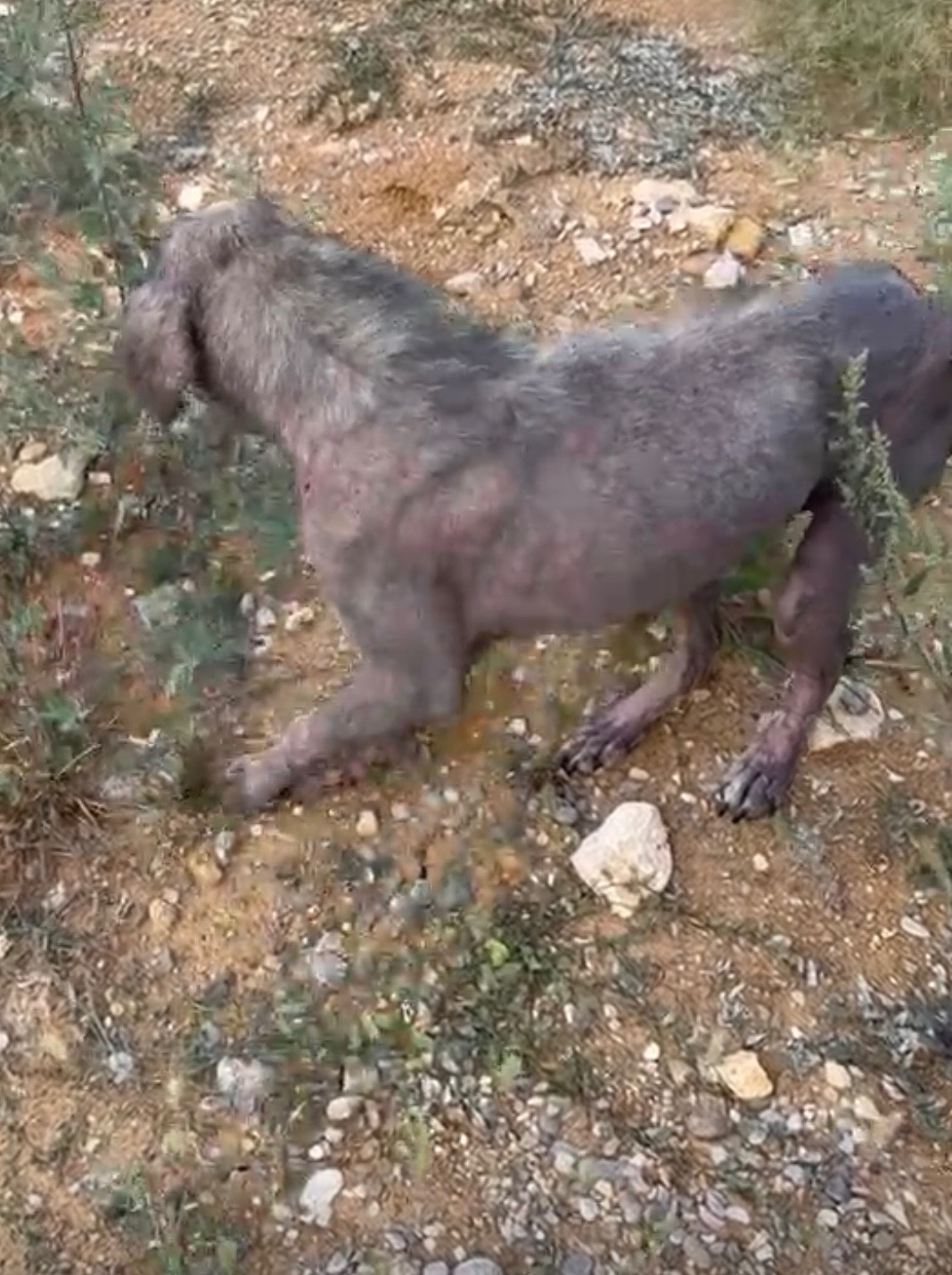Found Broken and Traumatized — Help Us Save Him campaign photo, 6 of 8
