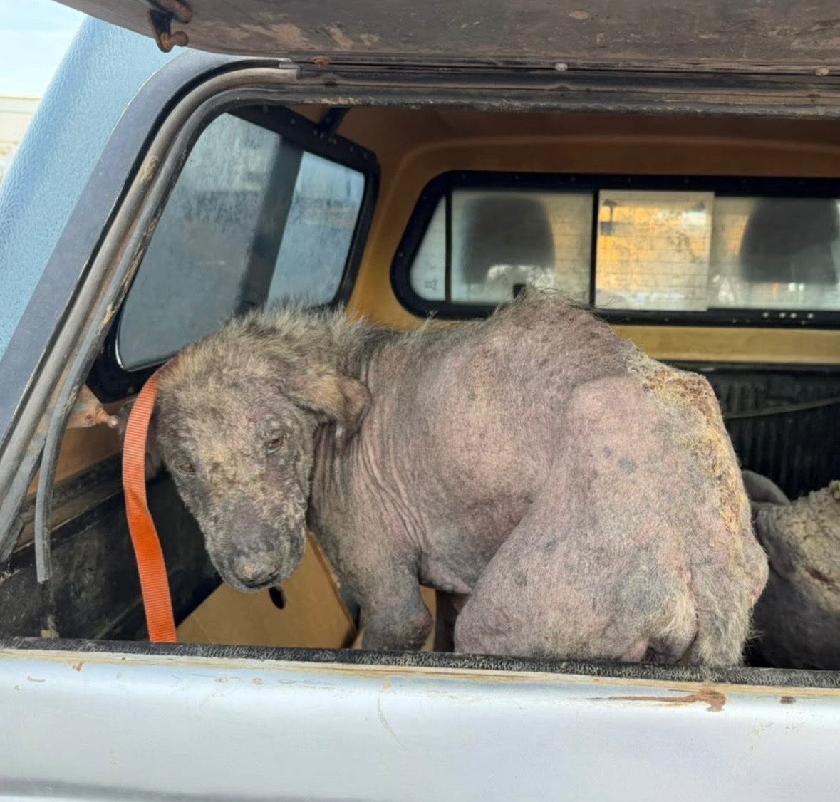 Found Broken and Traumatized — Help Us Save Him campaign photo, 5 of 8