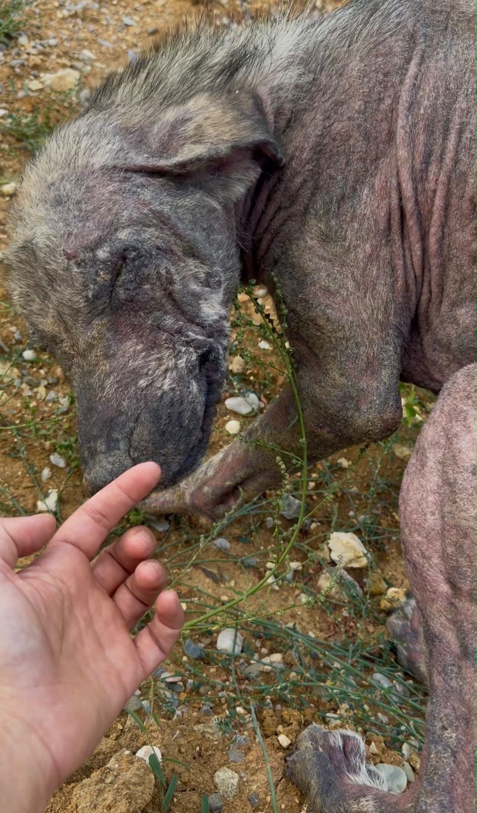 Found Broken and Traumatized — Help Us Save Him campaign photo, 7 of 8