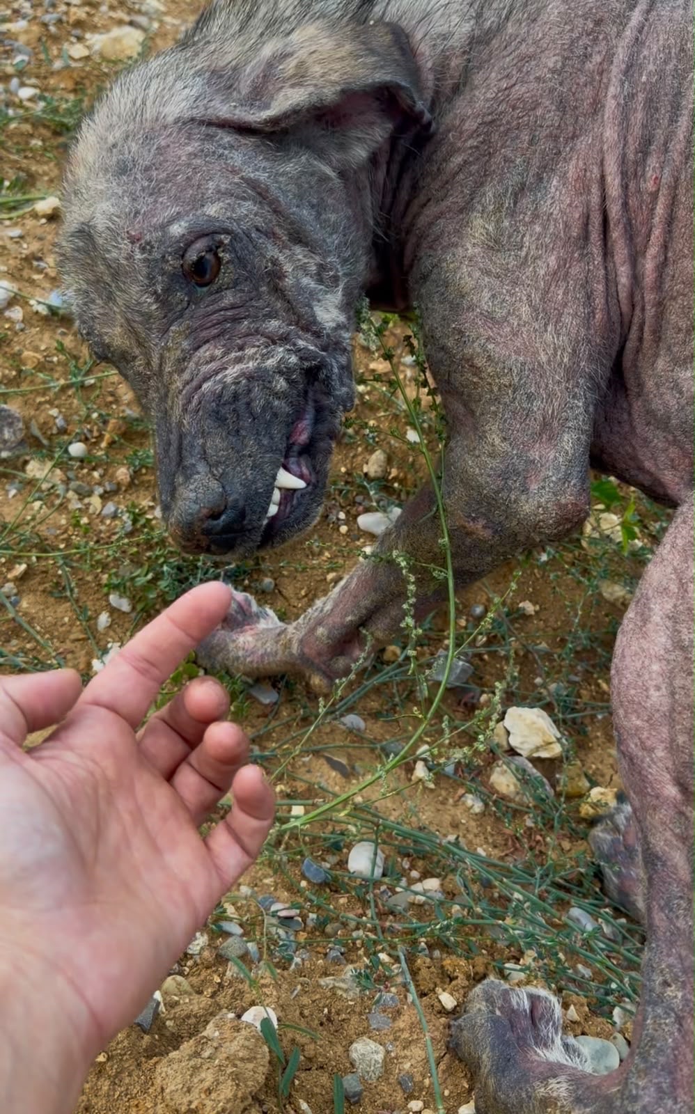 Found Broken and Traumatized — Help Us Save Him campaign photo, 2 of 8