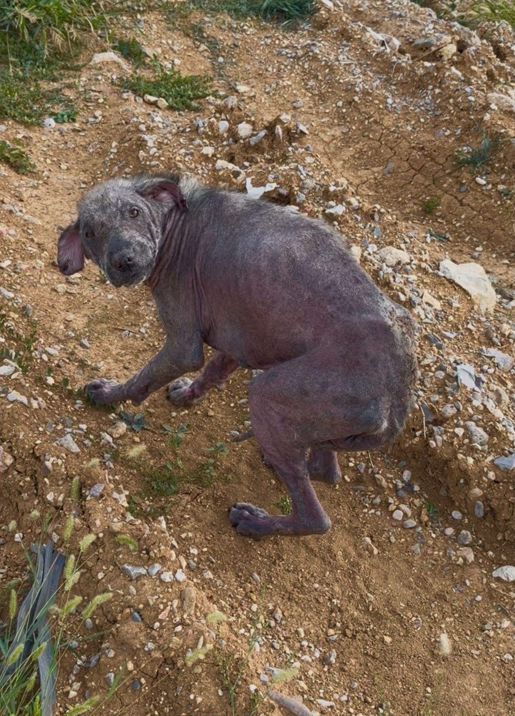 Found Broken and Traumatized — Help Us Save Him campaign photo, 4 of 8
