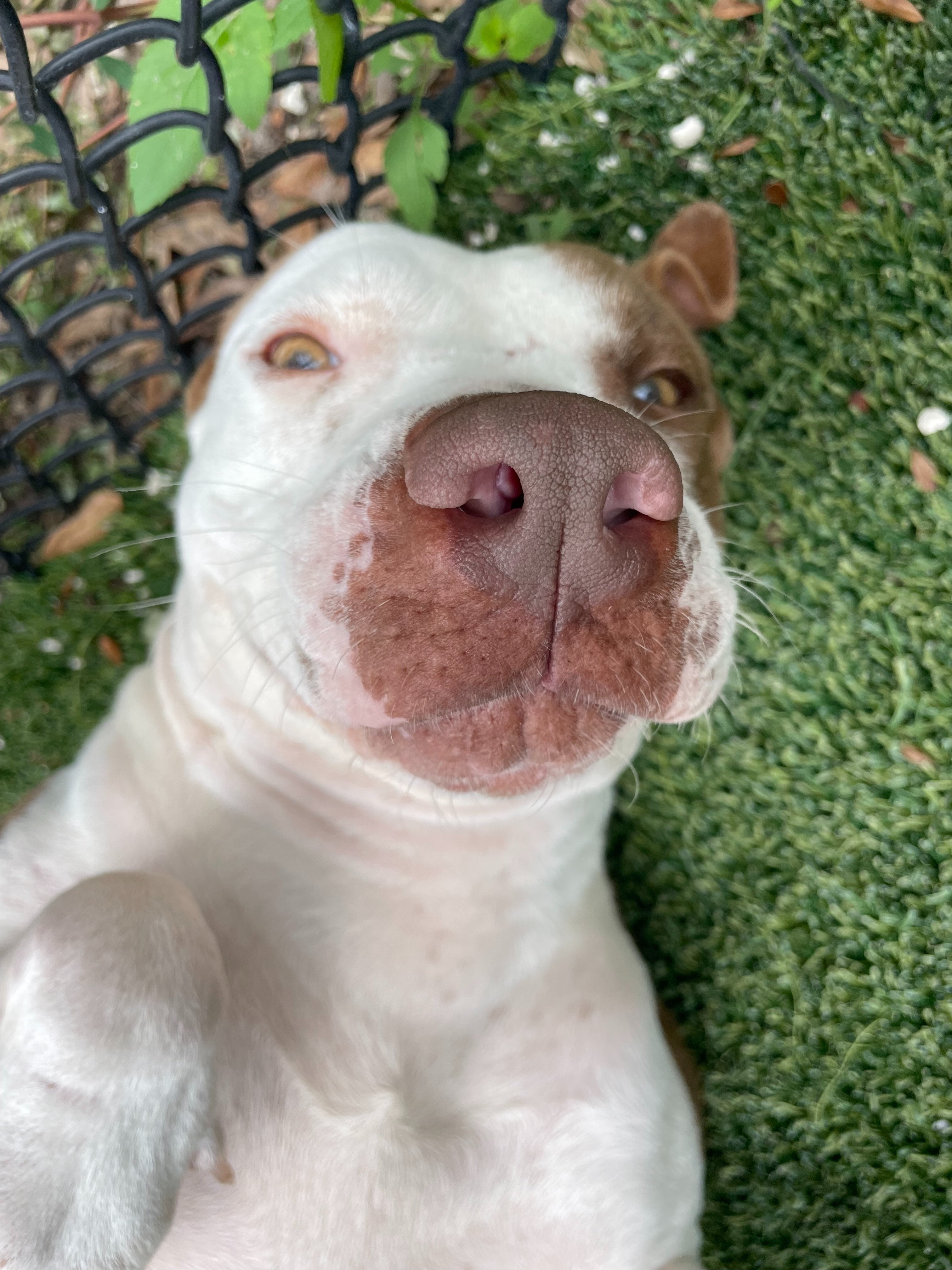 Birthday Wish: Support Olive Branch Dog Rescue campaign photo, 4 of 7