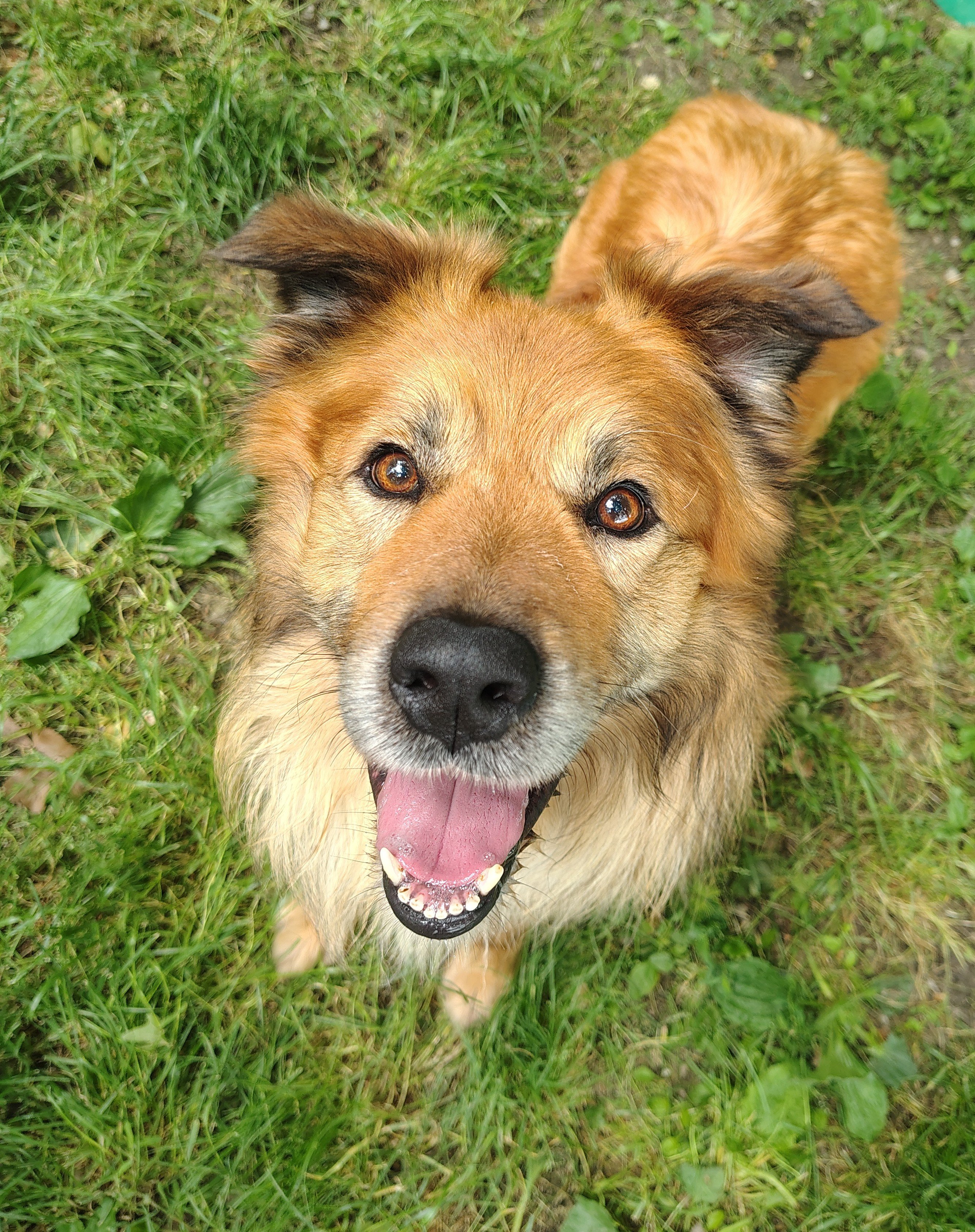 Un riparo per l' inverno: dona una casetta ai cani diRis Pet campaign photo, 5 of 8