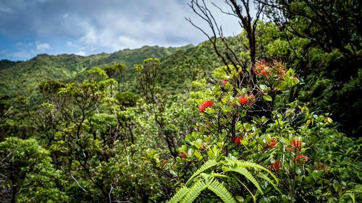 Creating a Sacred Hawaiian Burial Ground in Hawaii campaign photo, 7 of 8